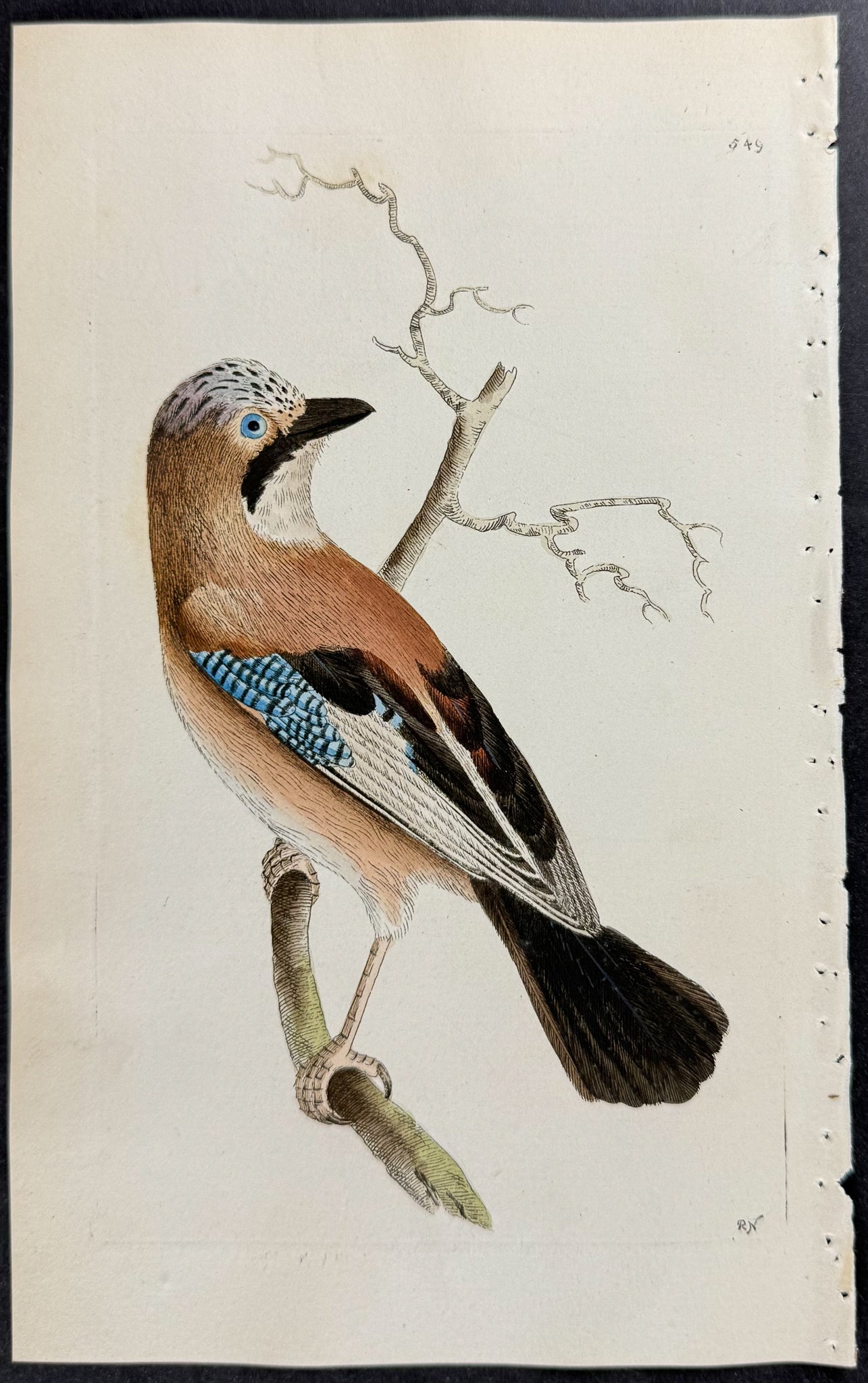 Common Jay