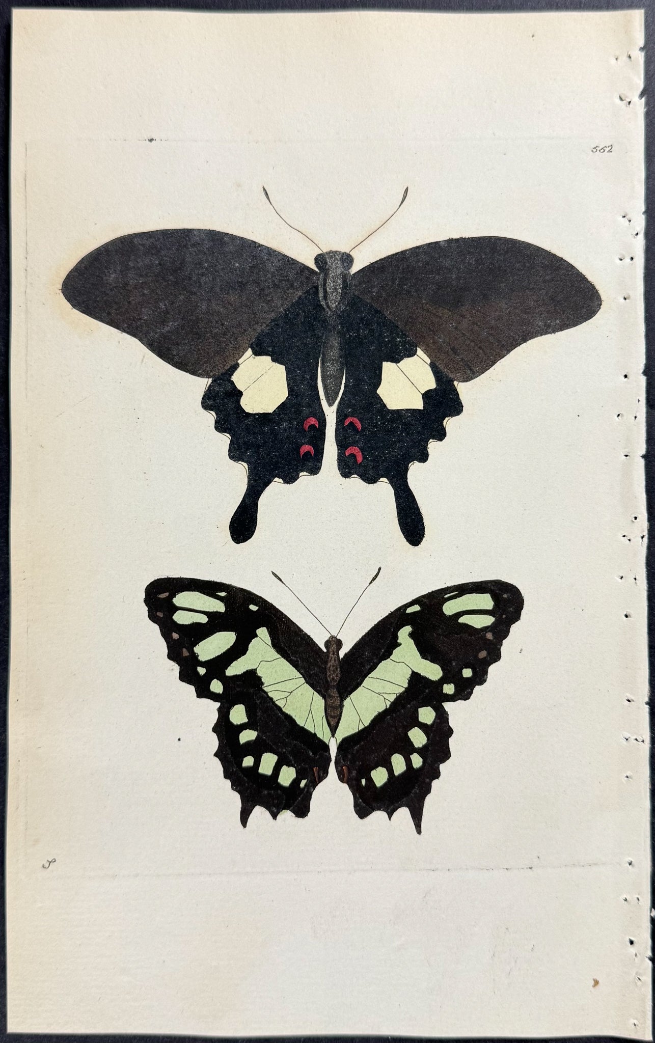 Papilio Helenus Butterfly