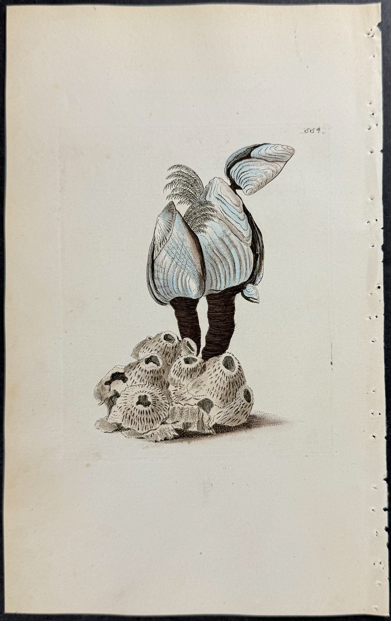 Abserine Barnacle