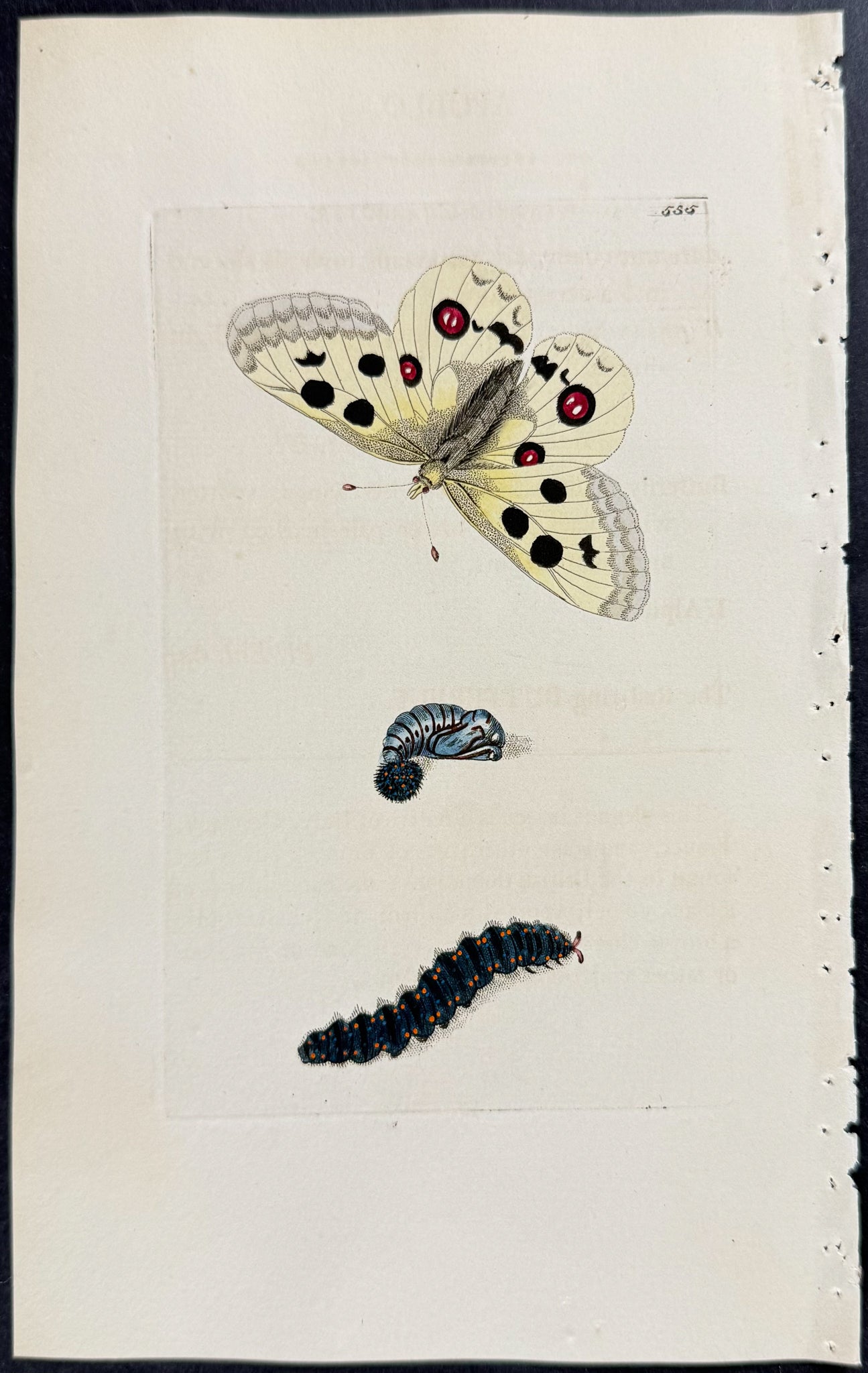 Apollo Butterfly