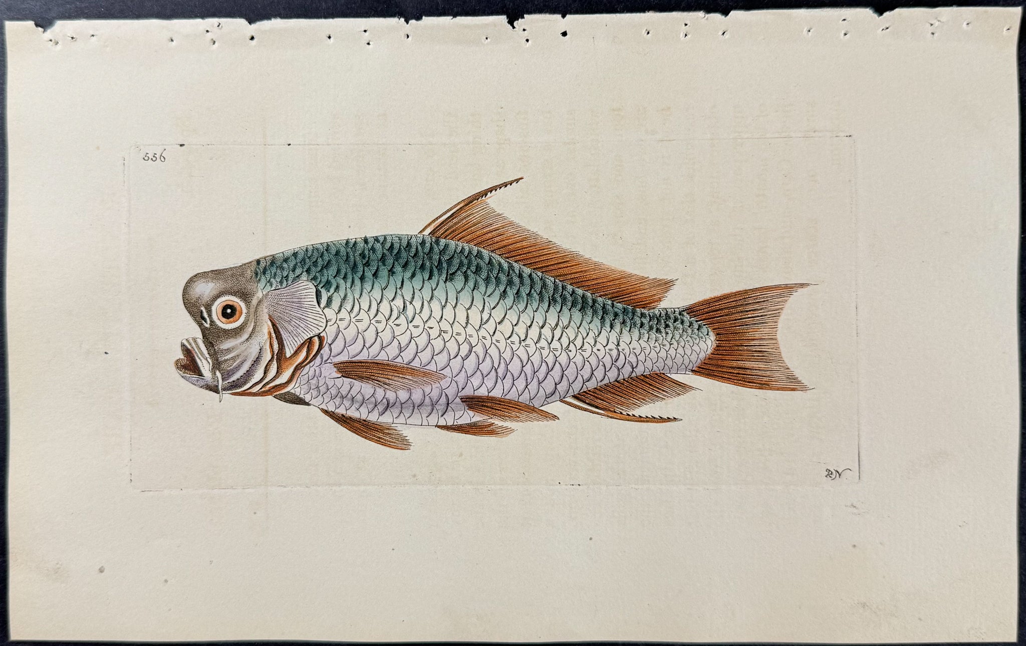 Rondeletian Carp