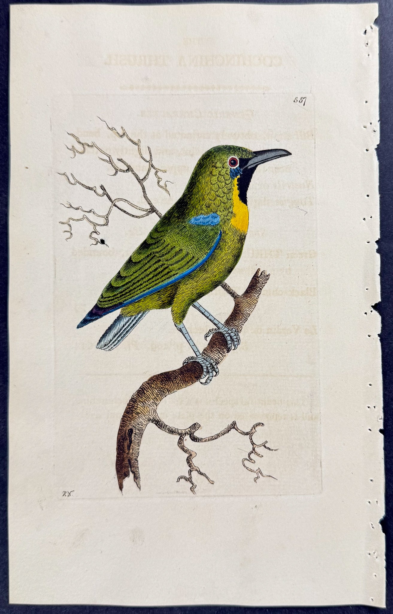 Cochinchina Thrush