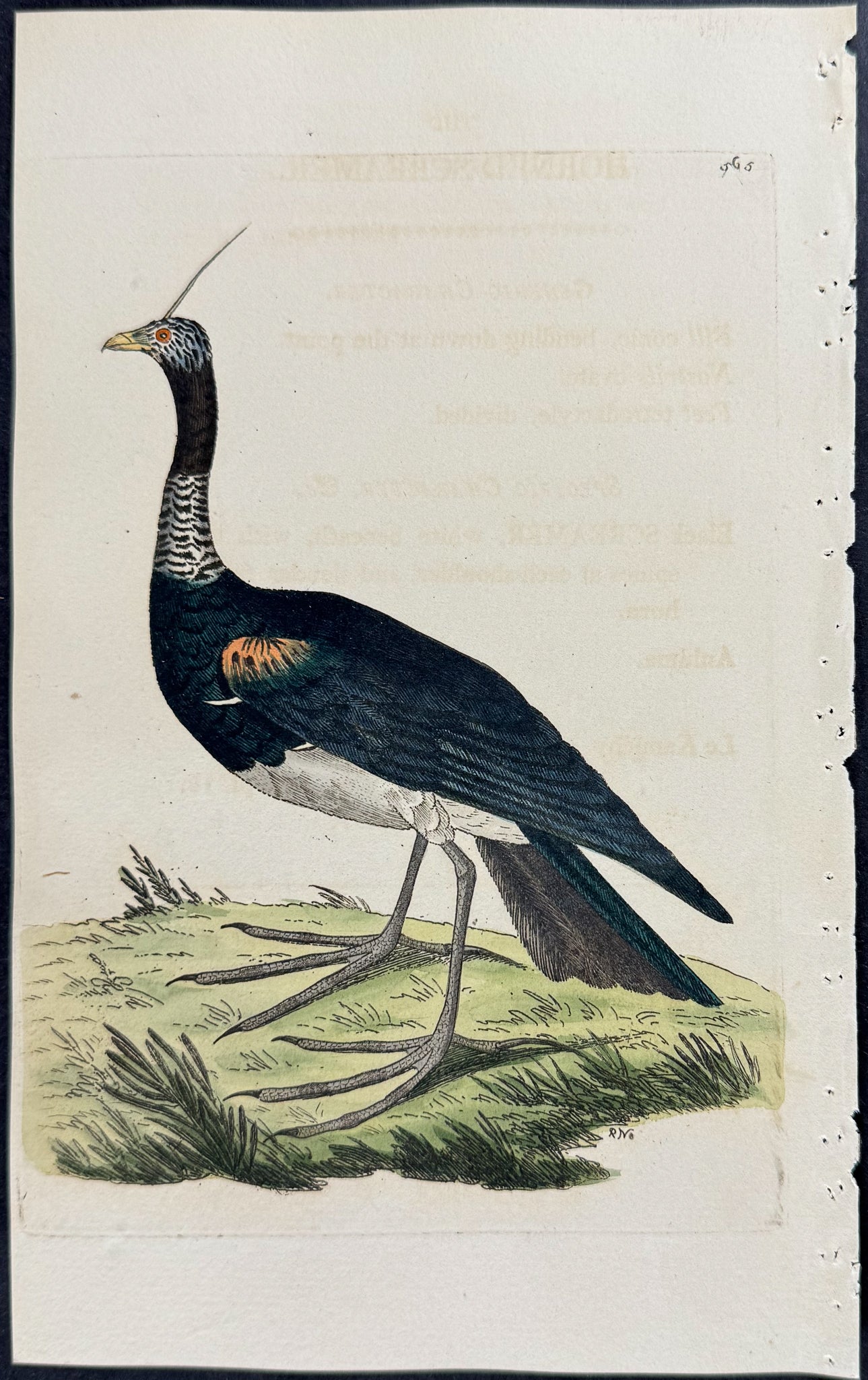 Horned Screamer