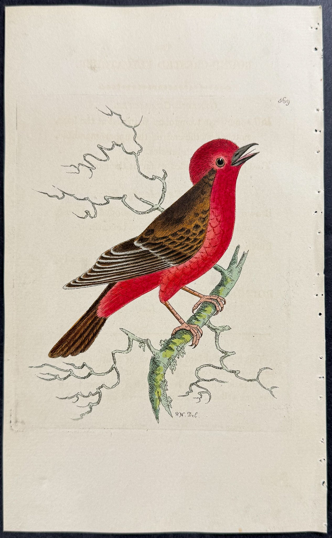 Round-crested Flycatcher