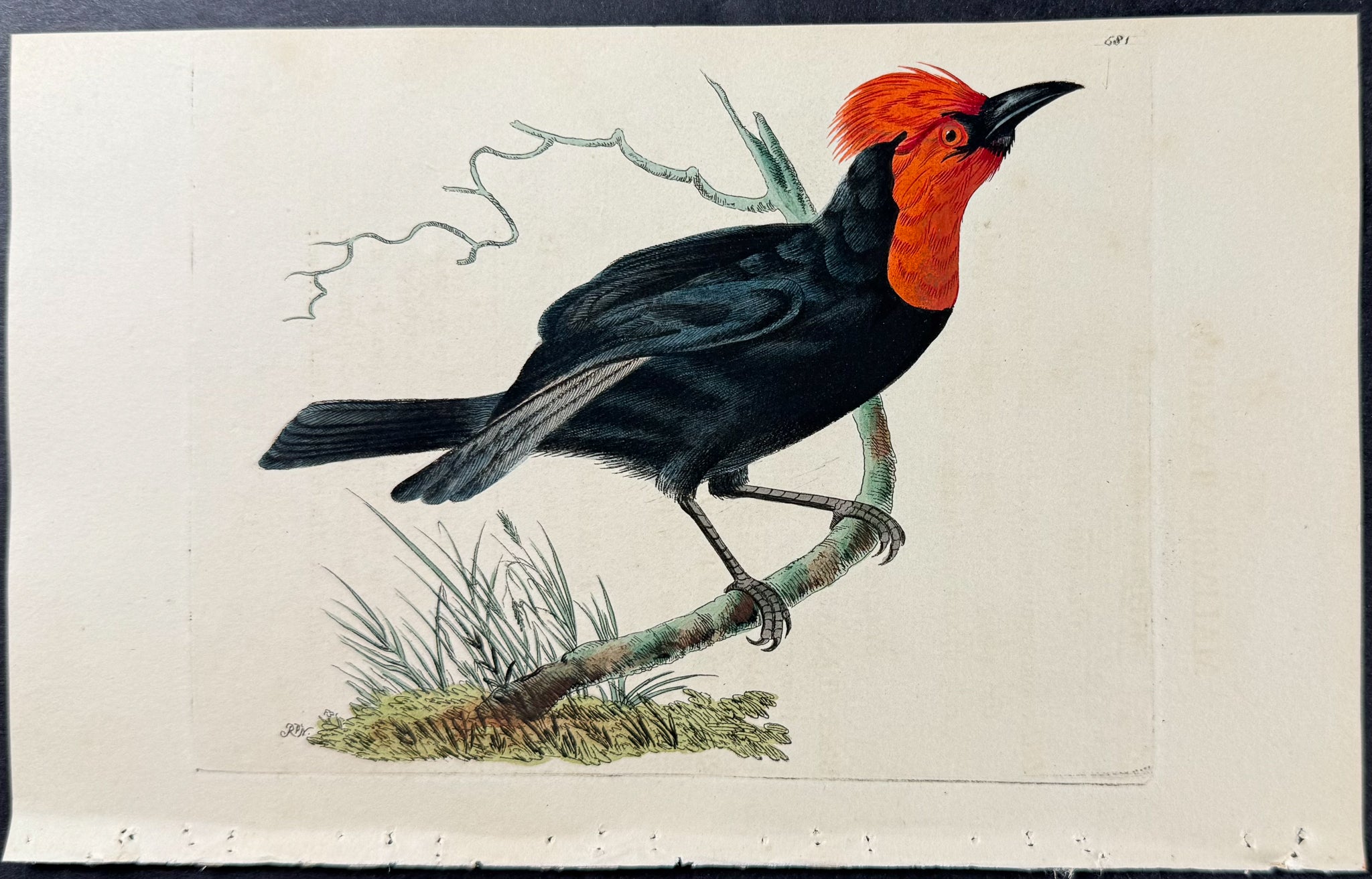 Malimbic Tanager