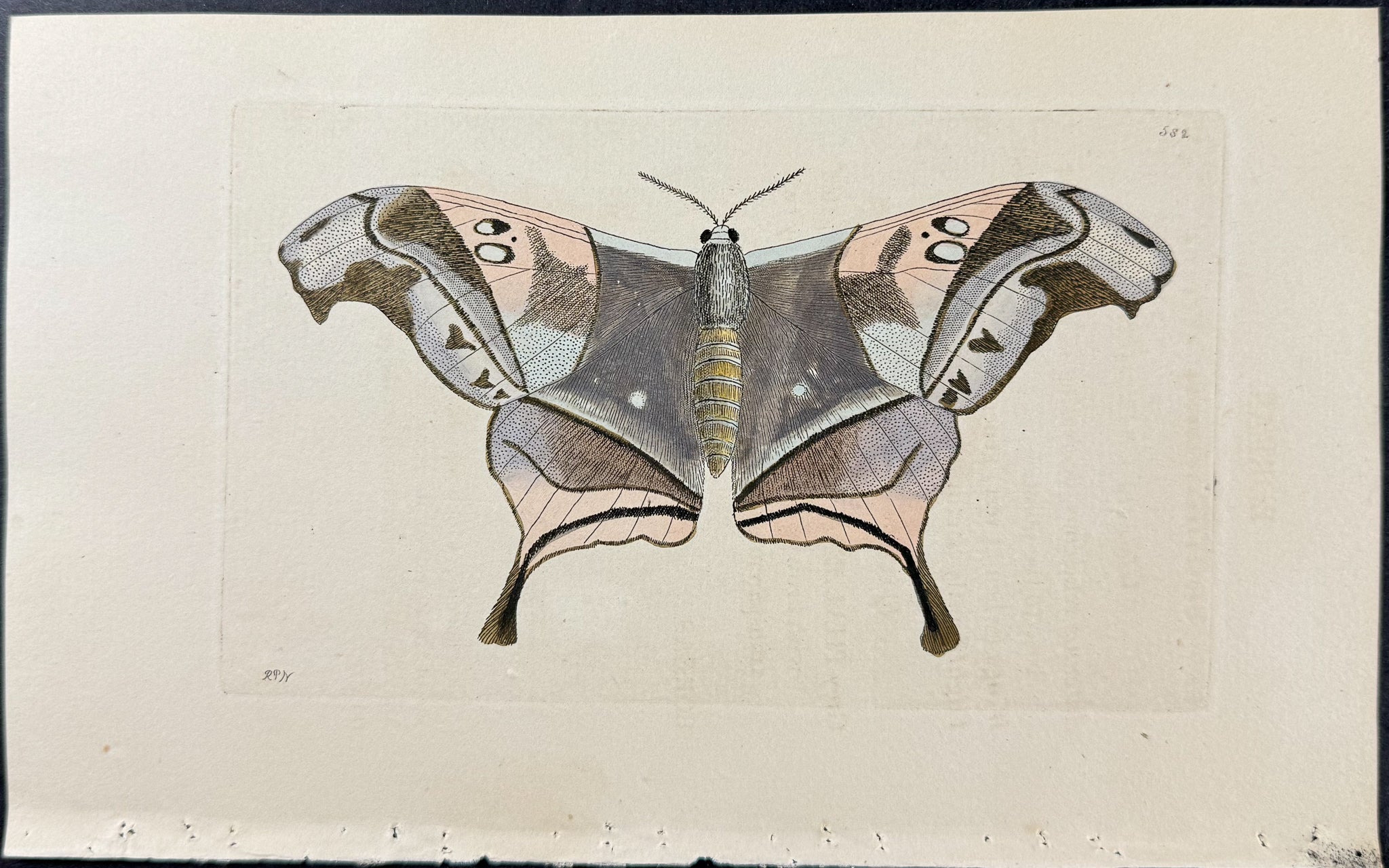 Boreas Moth