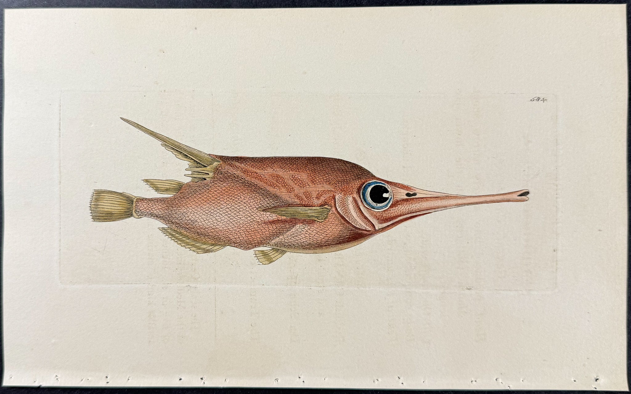 Scaly Centriscus