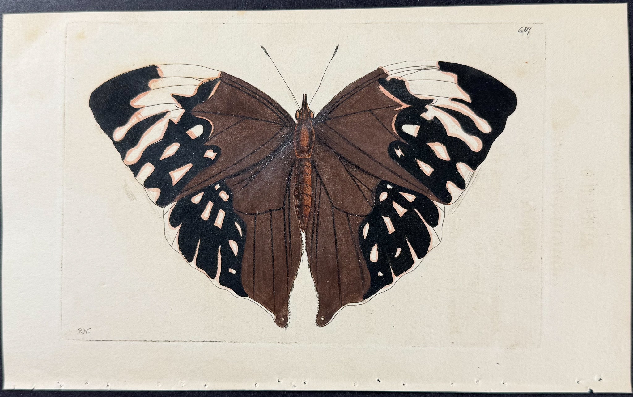 Aurelius Butterfly