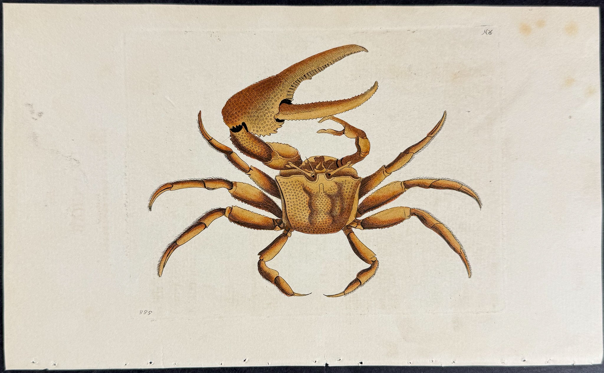 Uka Crab