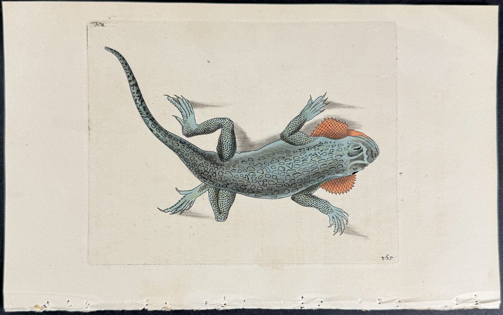 Lobe-cheeked Lizard