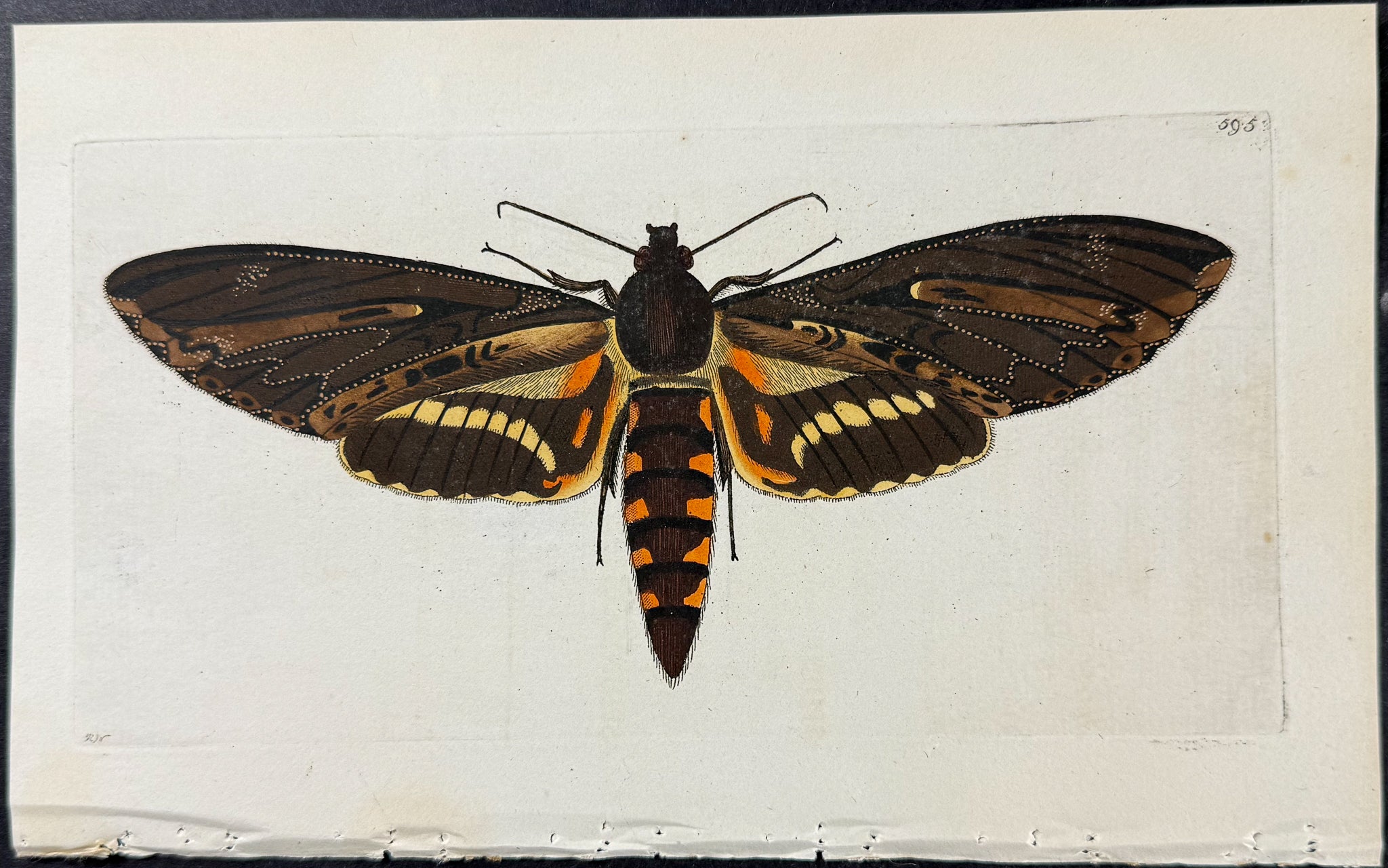Sphinx Moth