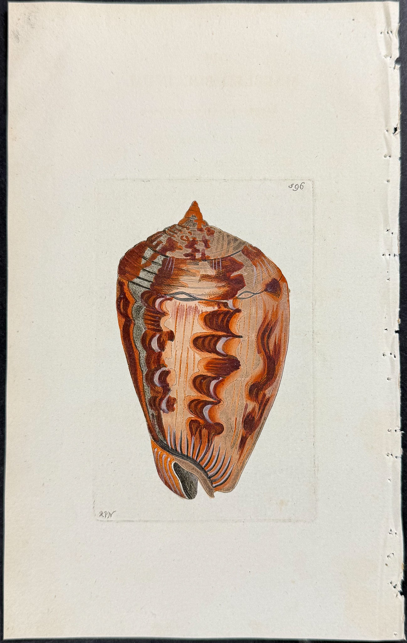 Marbled Buccinum Shell