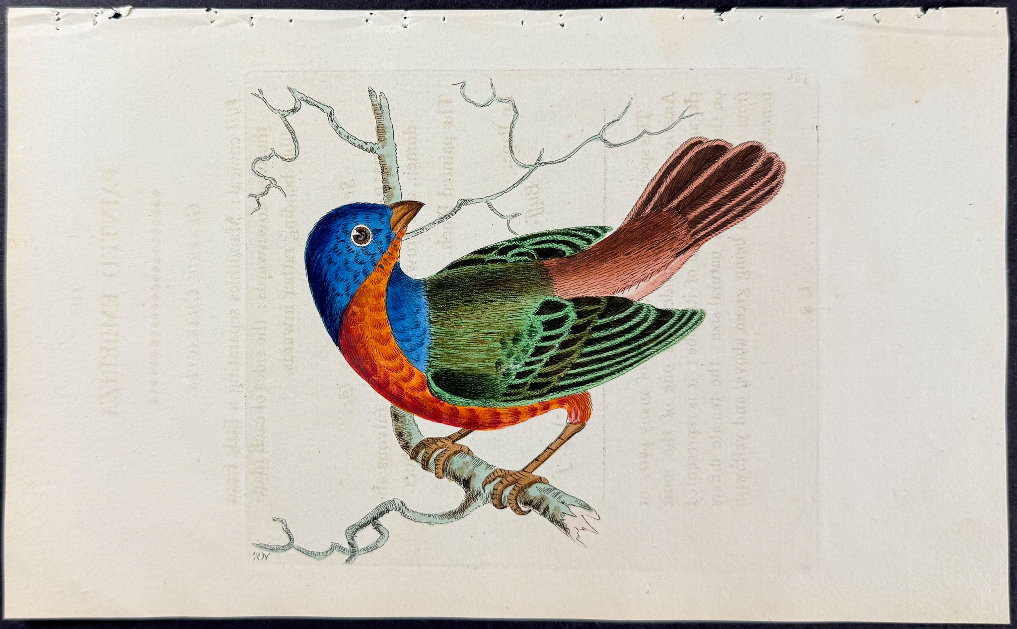 Painted Emberiza