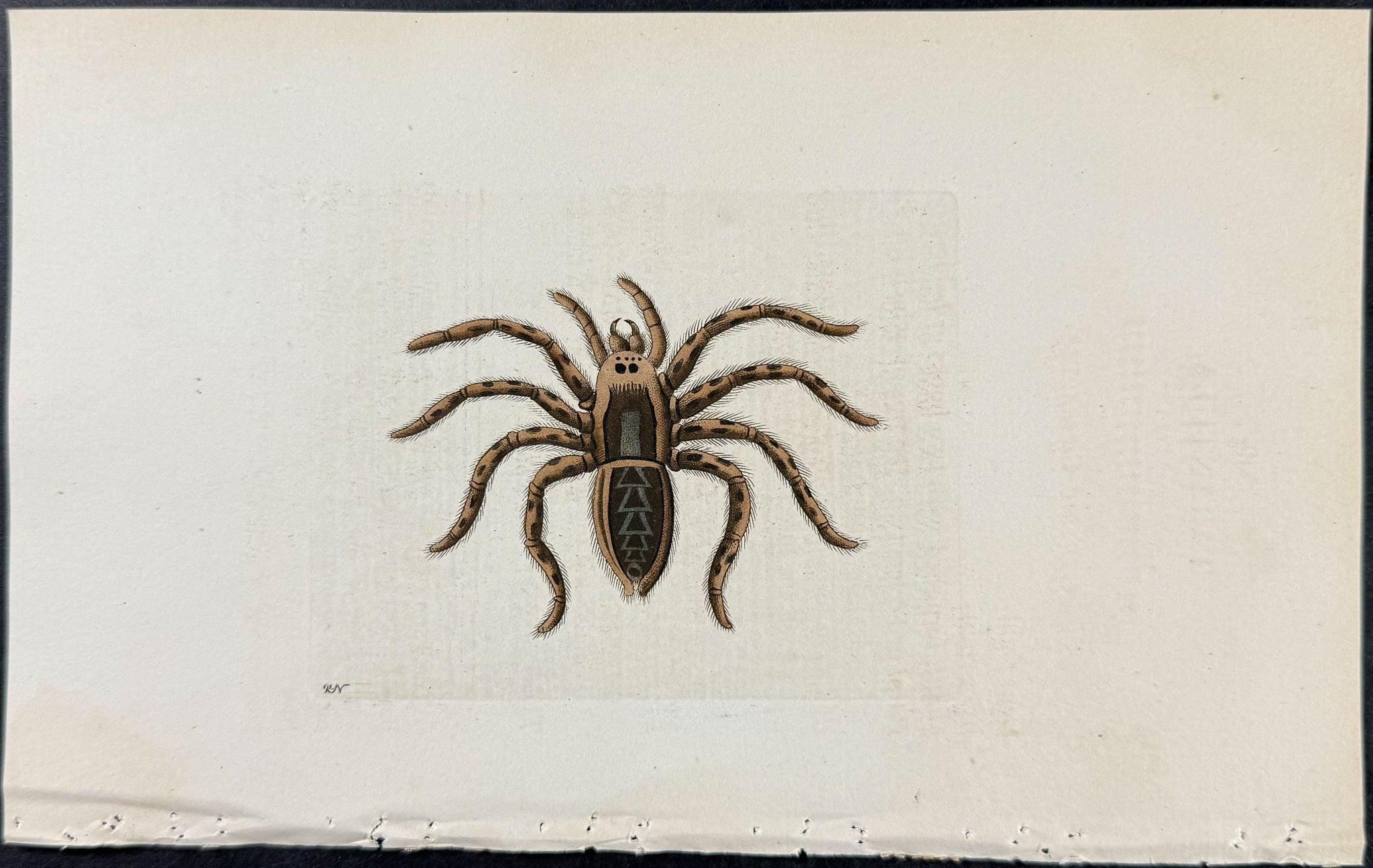Tarantula