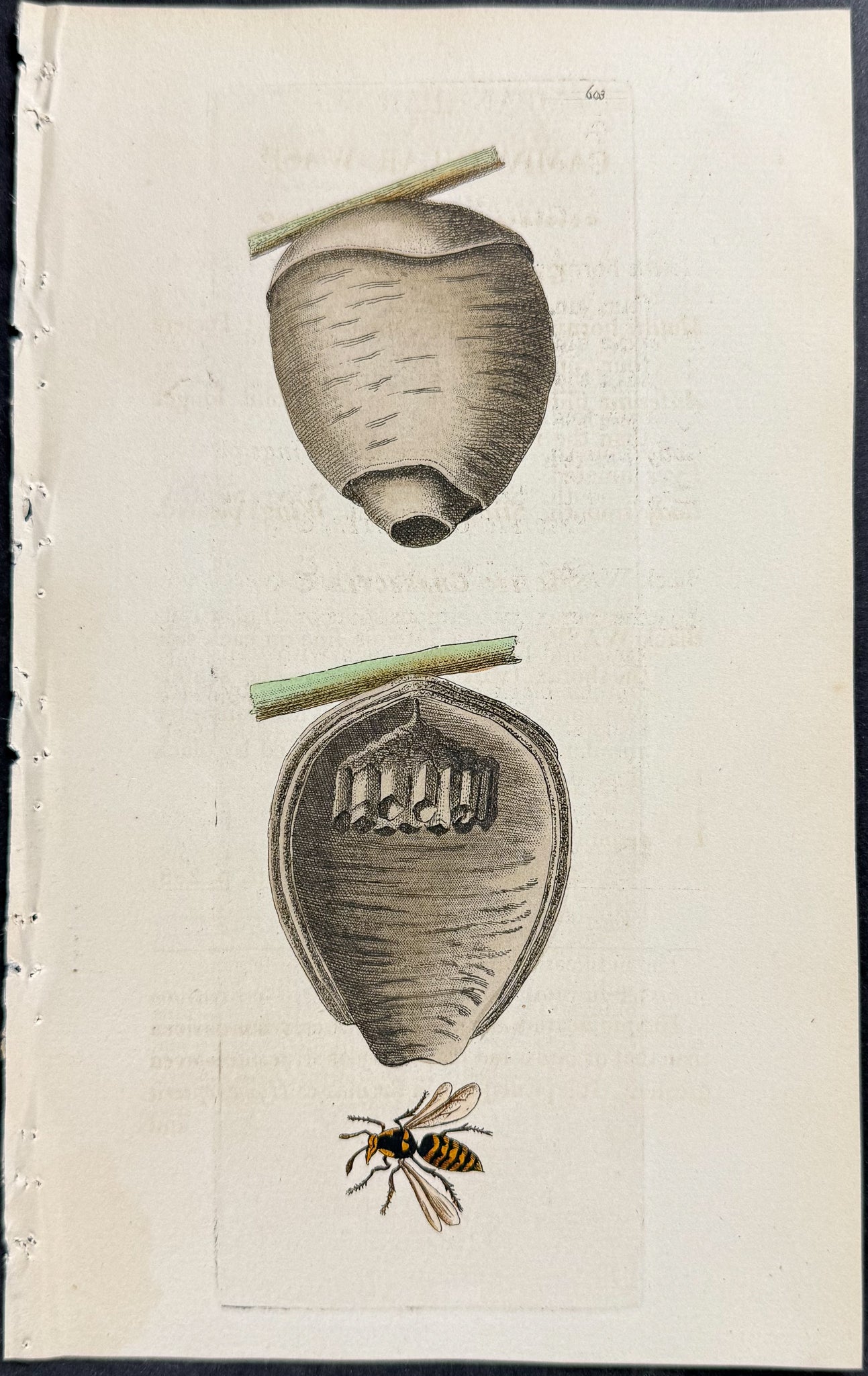 Campanular Wasp