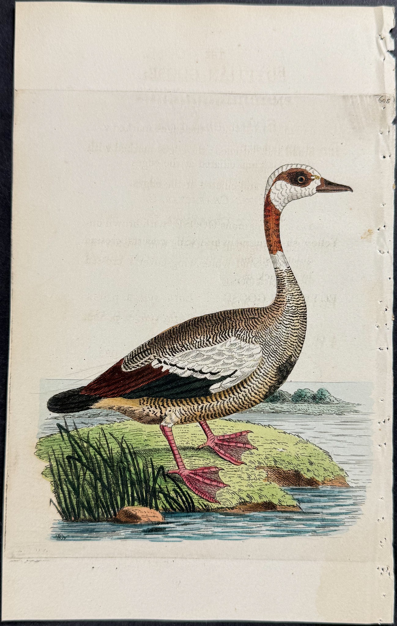 Egyptian Goose
