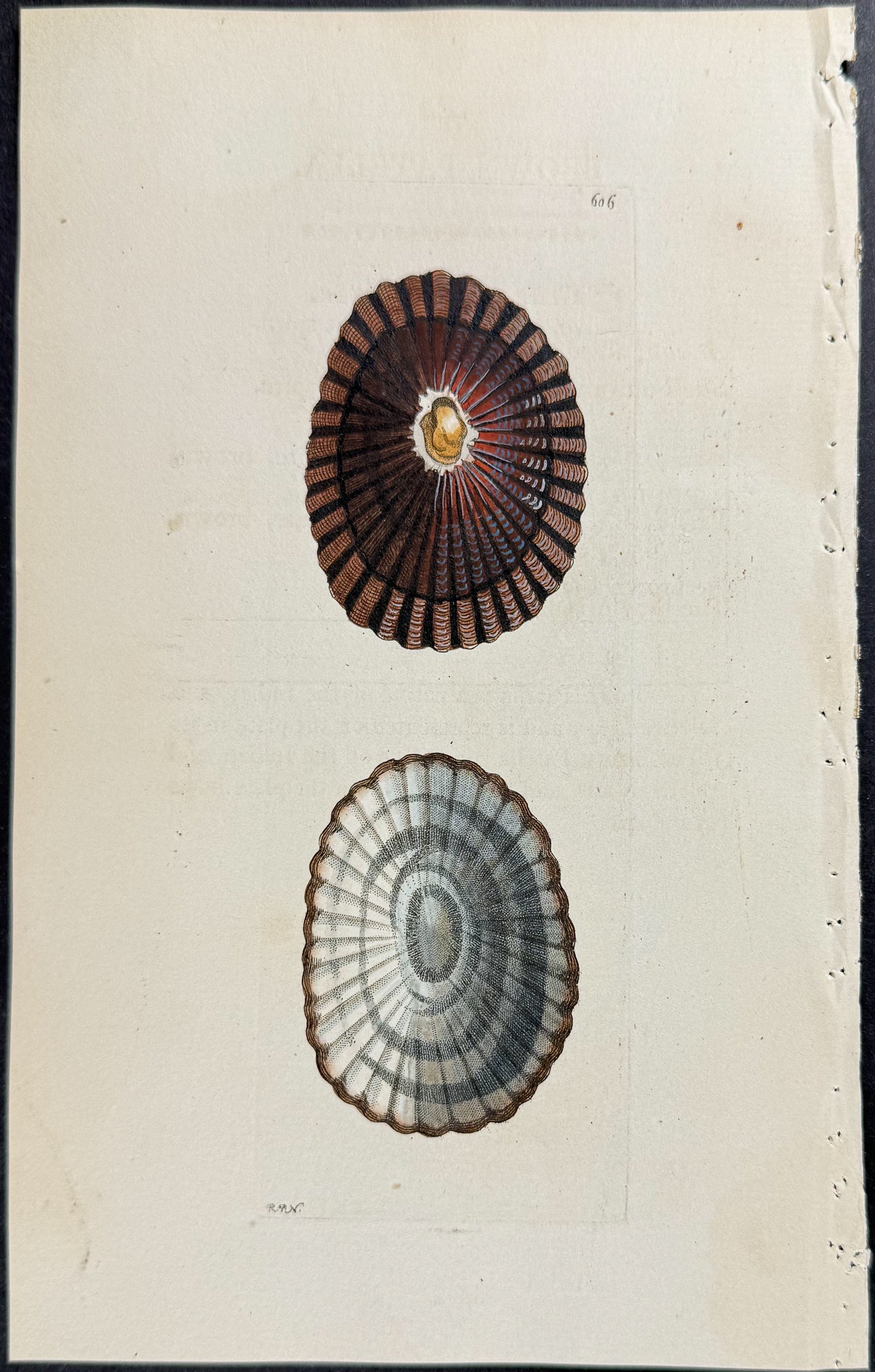 Brown Patella Shell