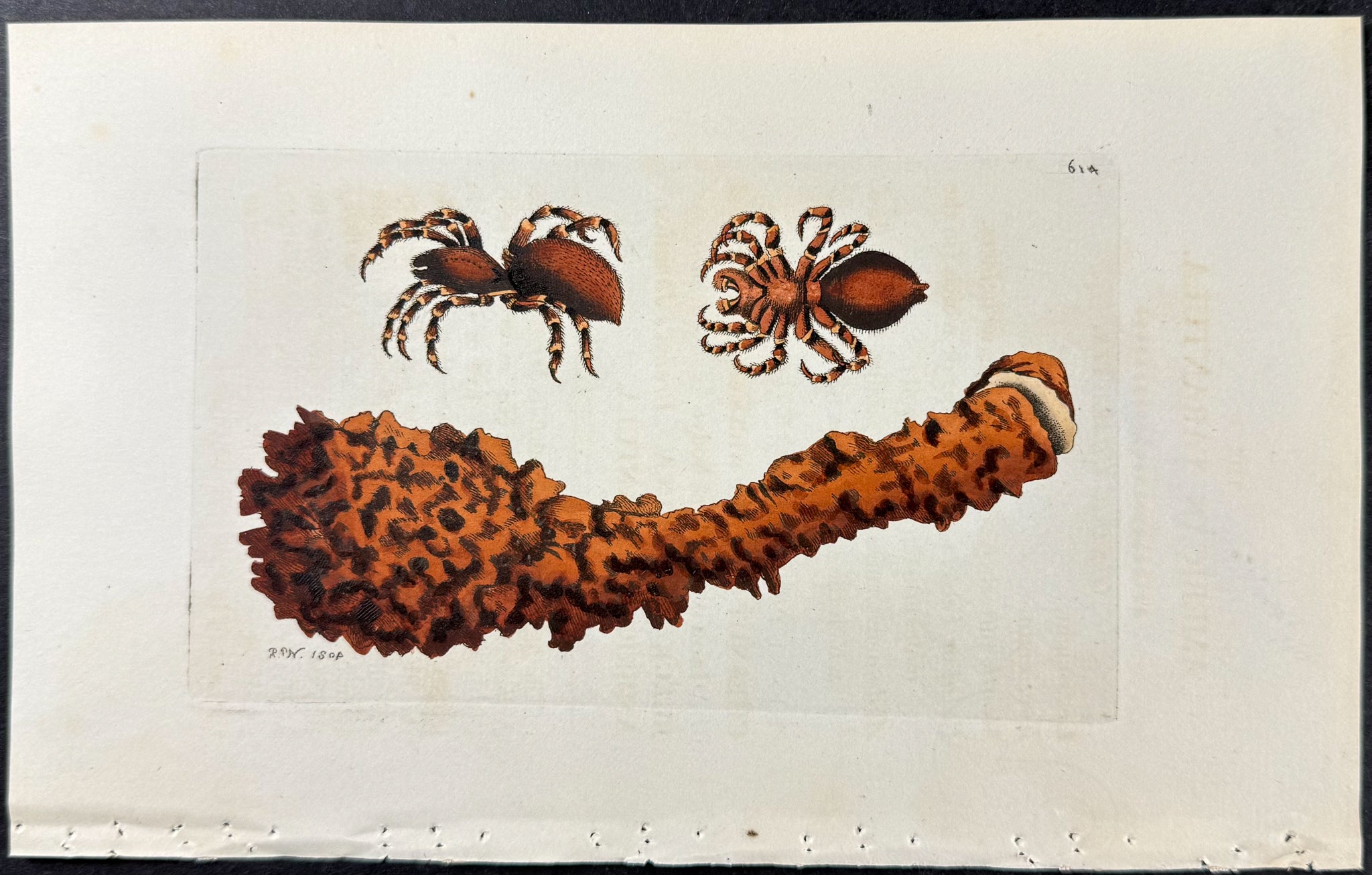 American Tarantula