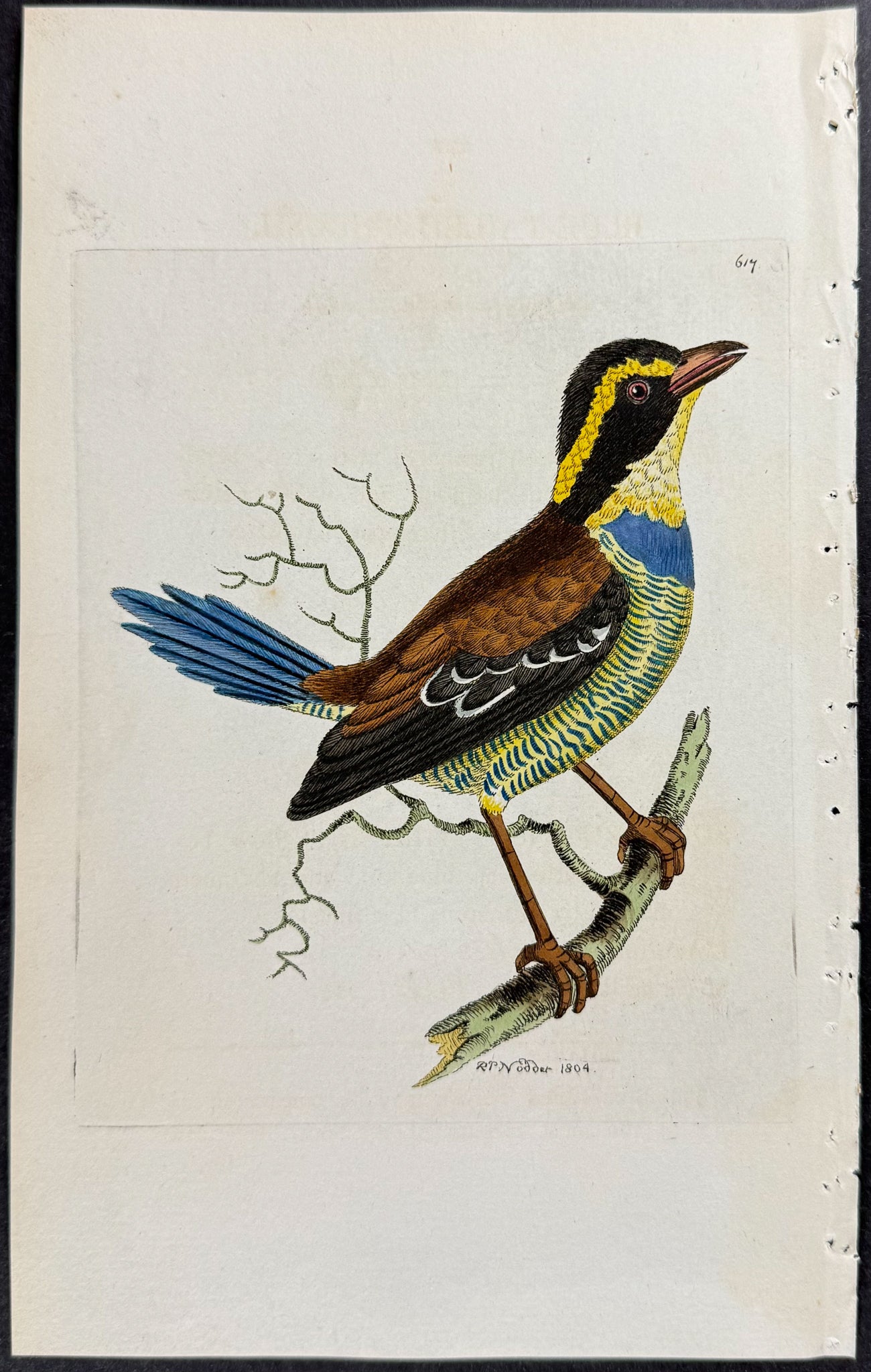 Blue-tailed Thrush