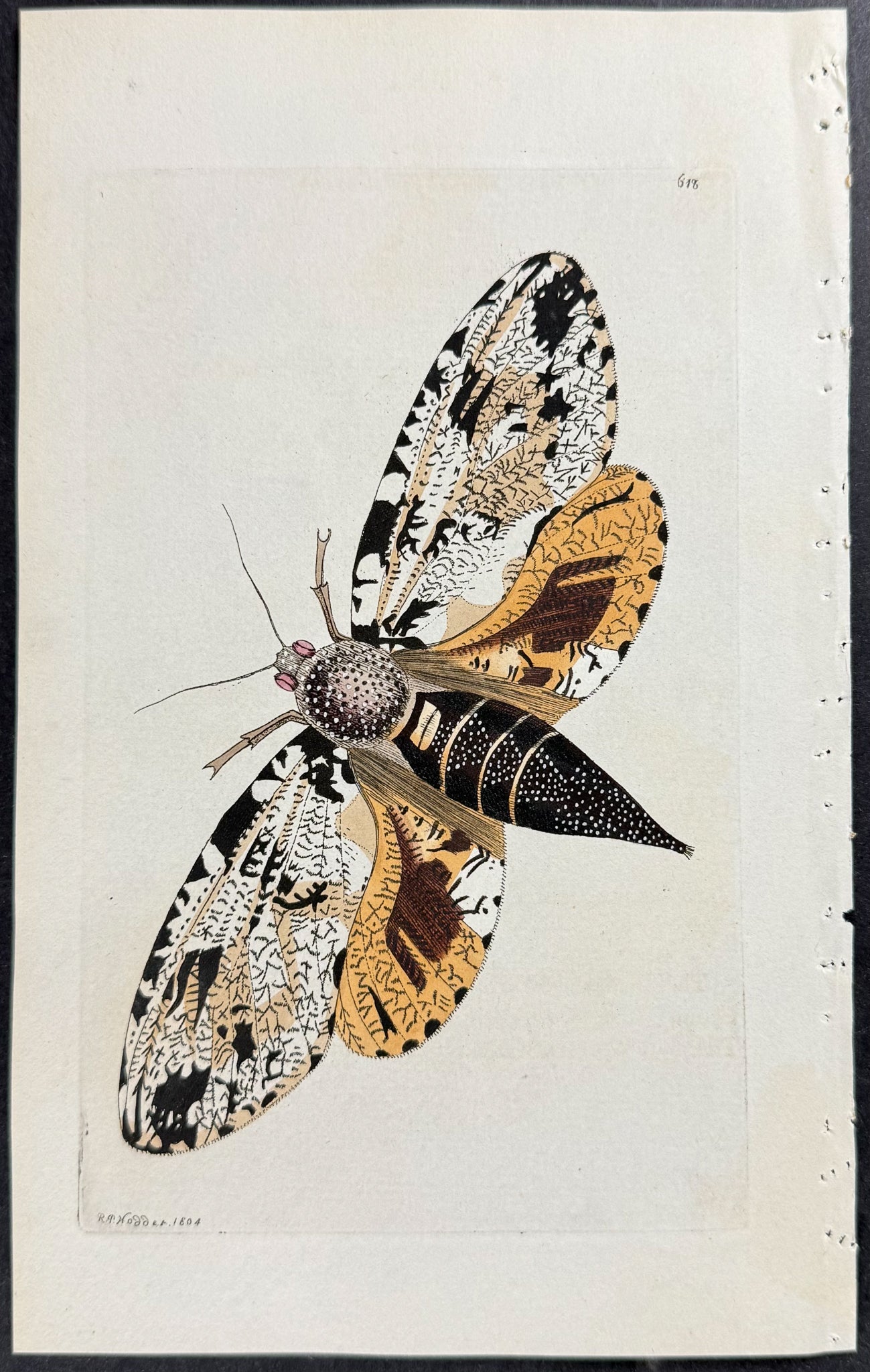 Strix Moth
