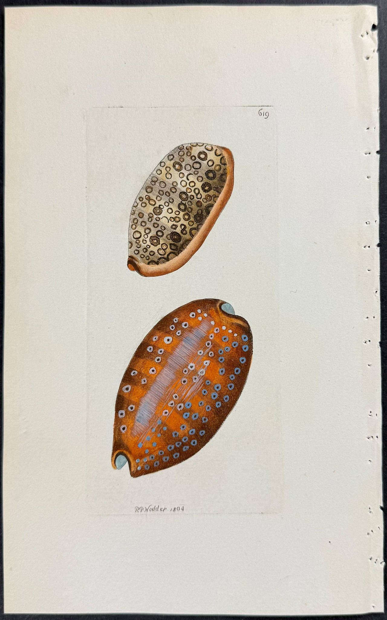 Argus or White-eyed Cowry