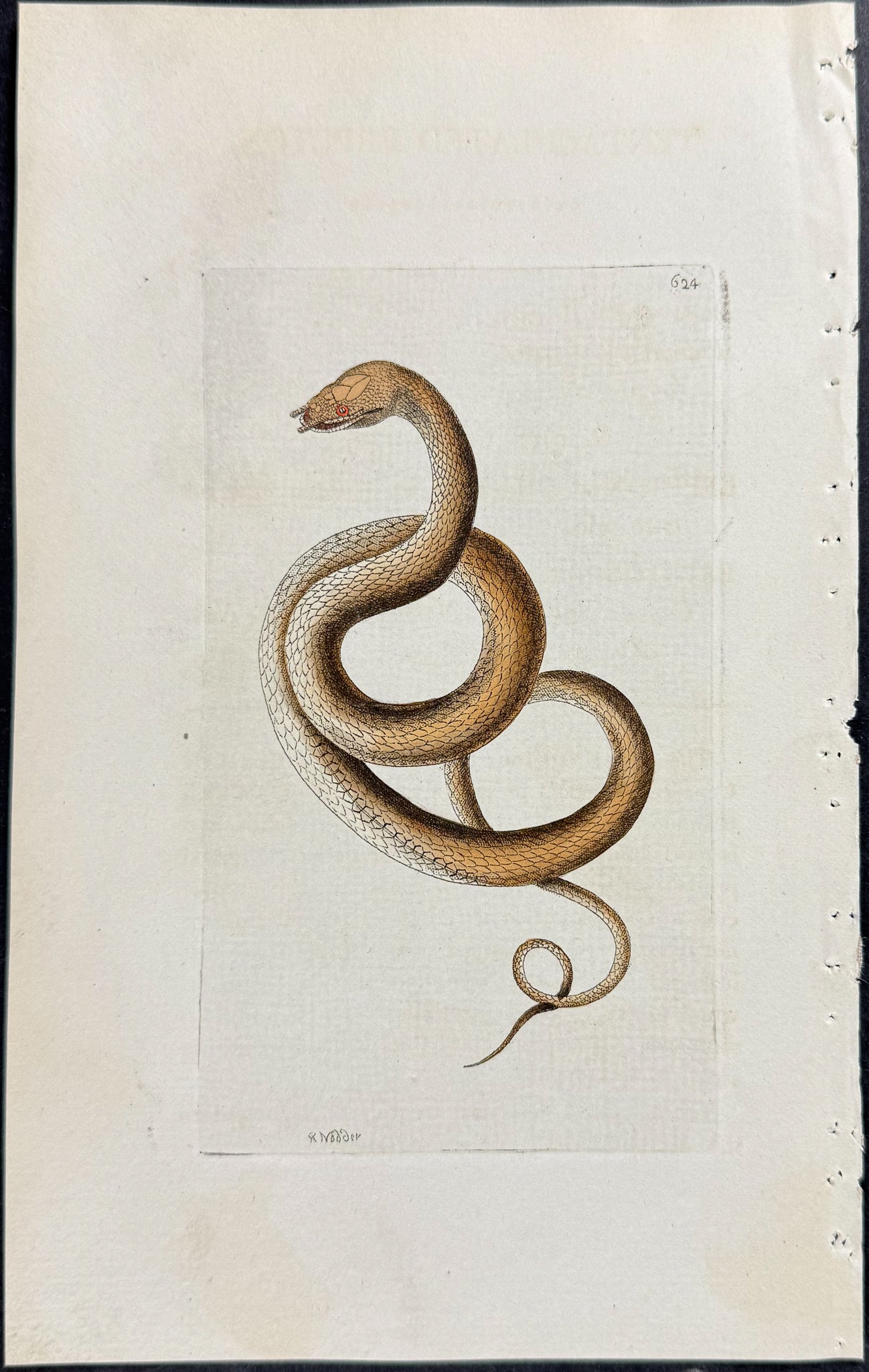Tentaculated Erpeton Snake