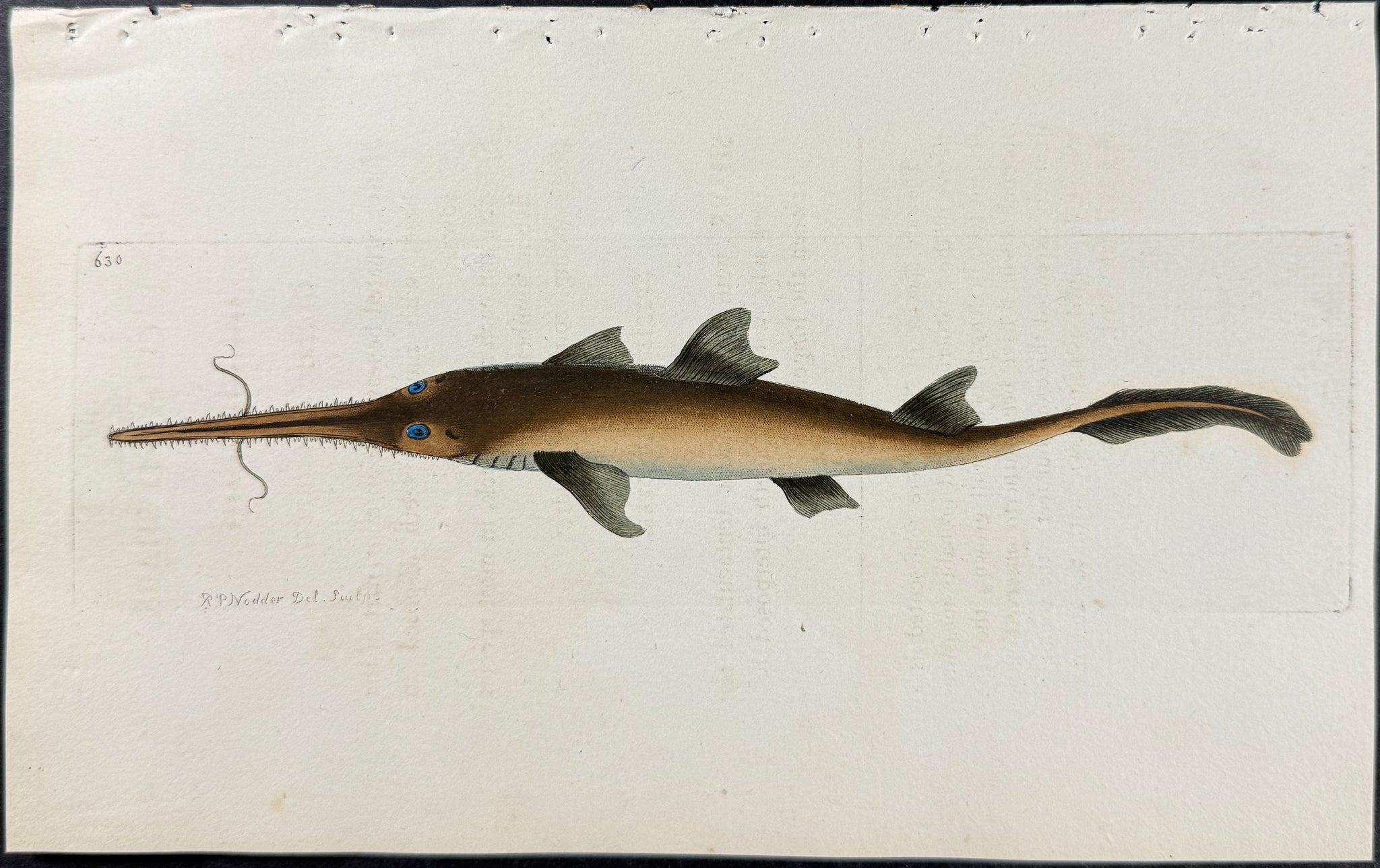 Tentaculated Shark
