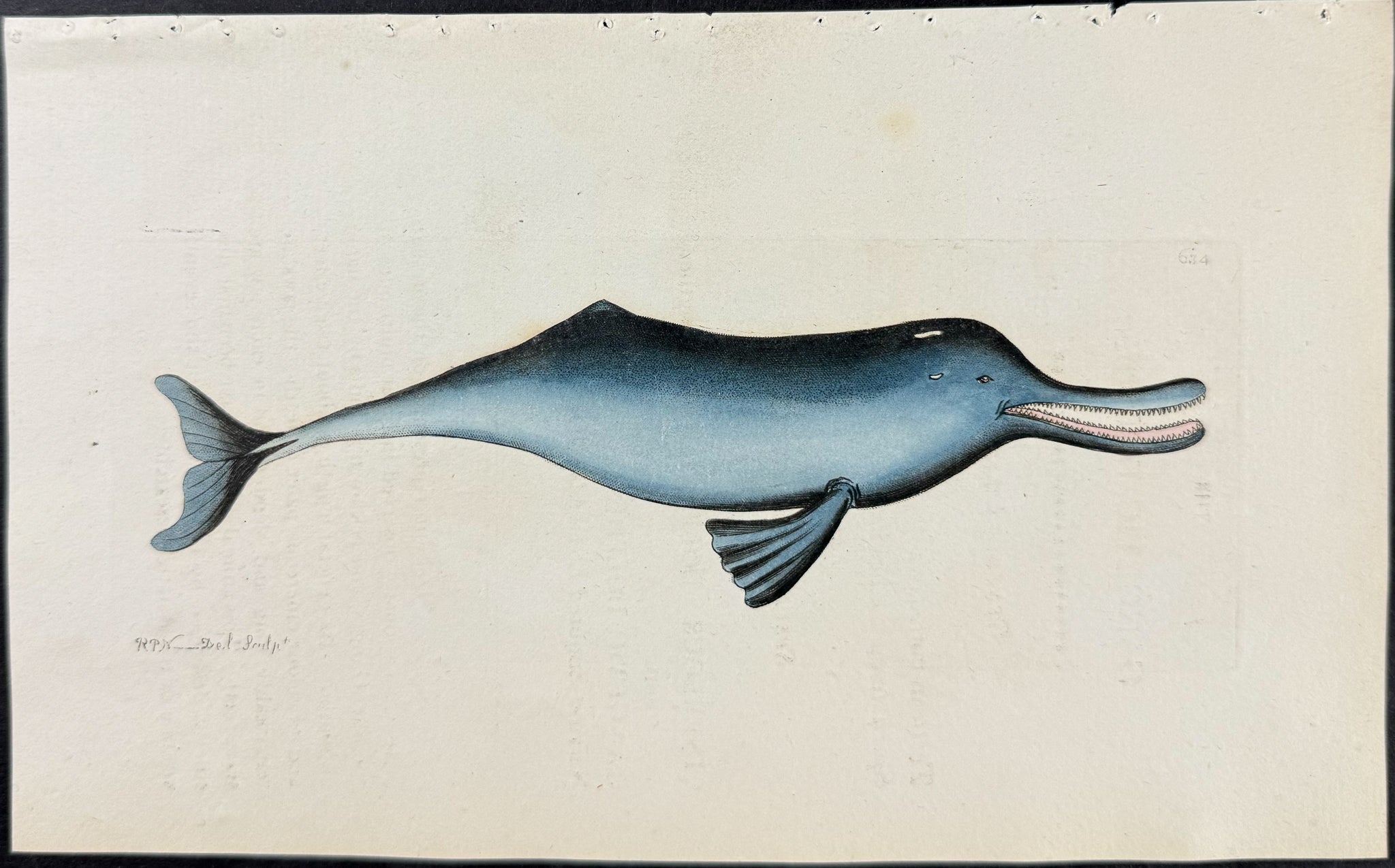 Gangetic Dolphin