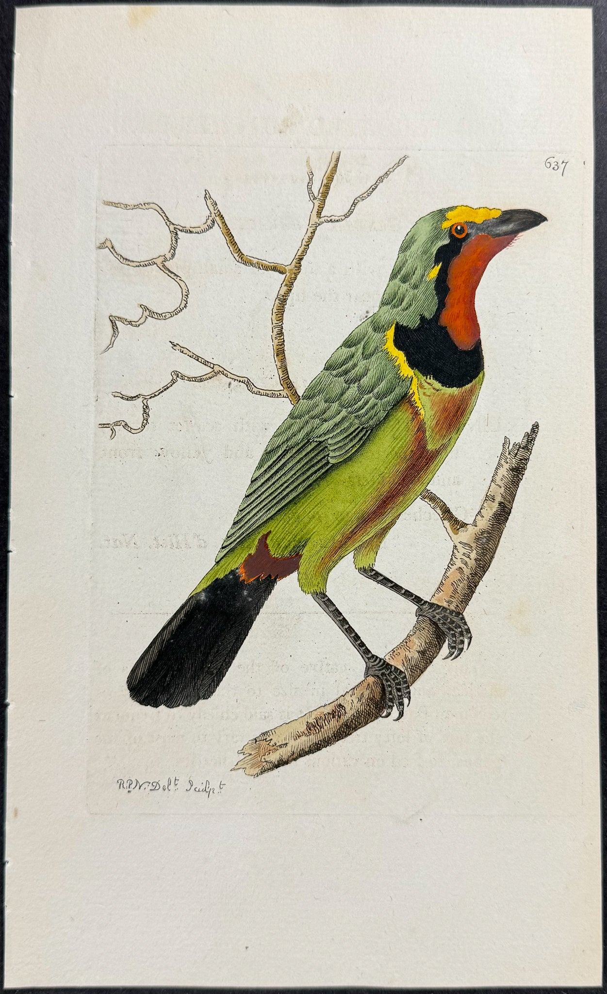 Red-throated Butcher-Bird