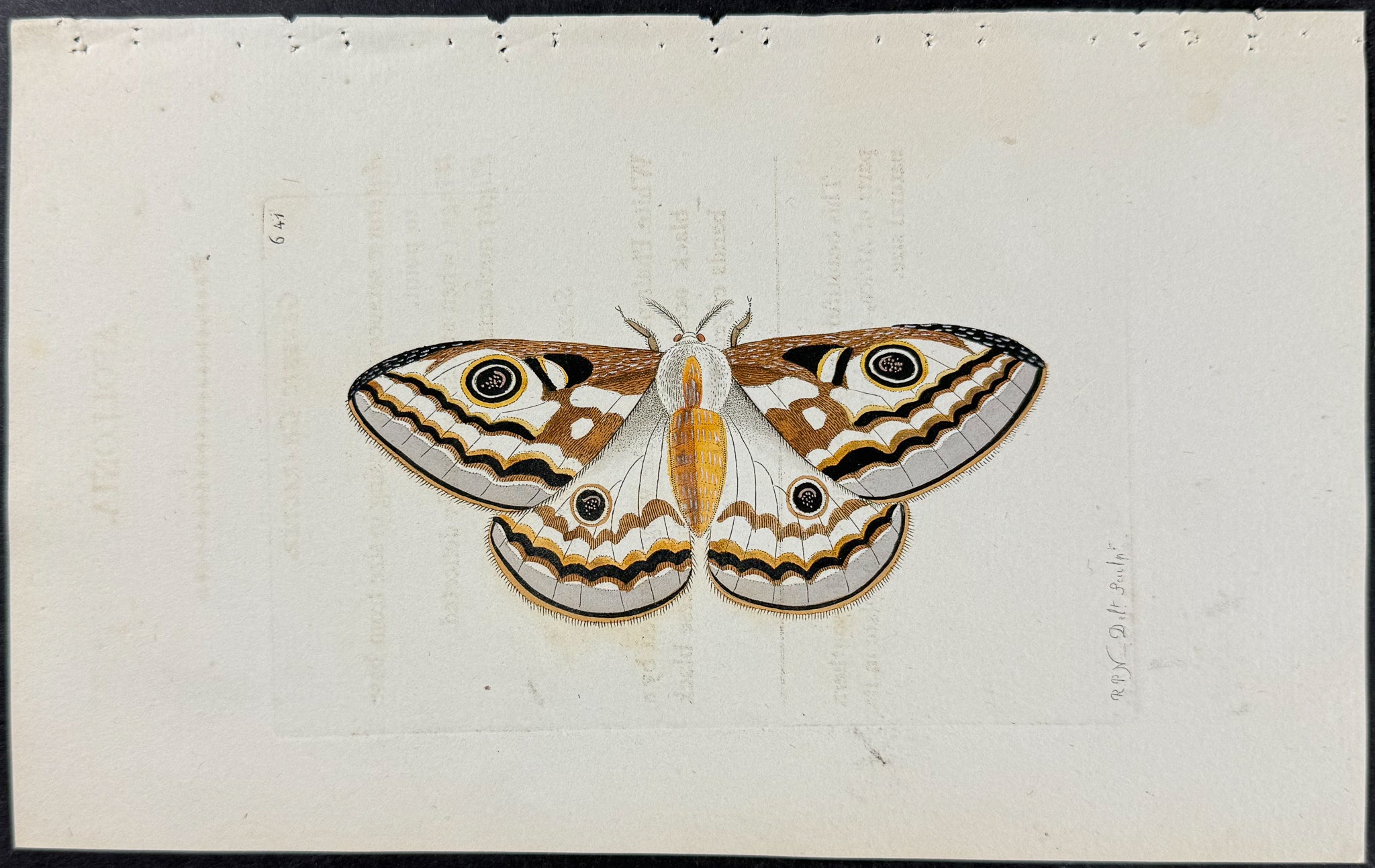 Apollonia Moth