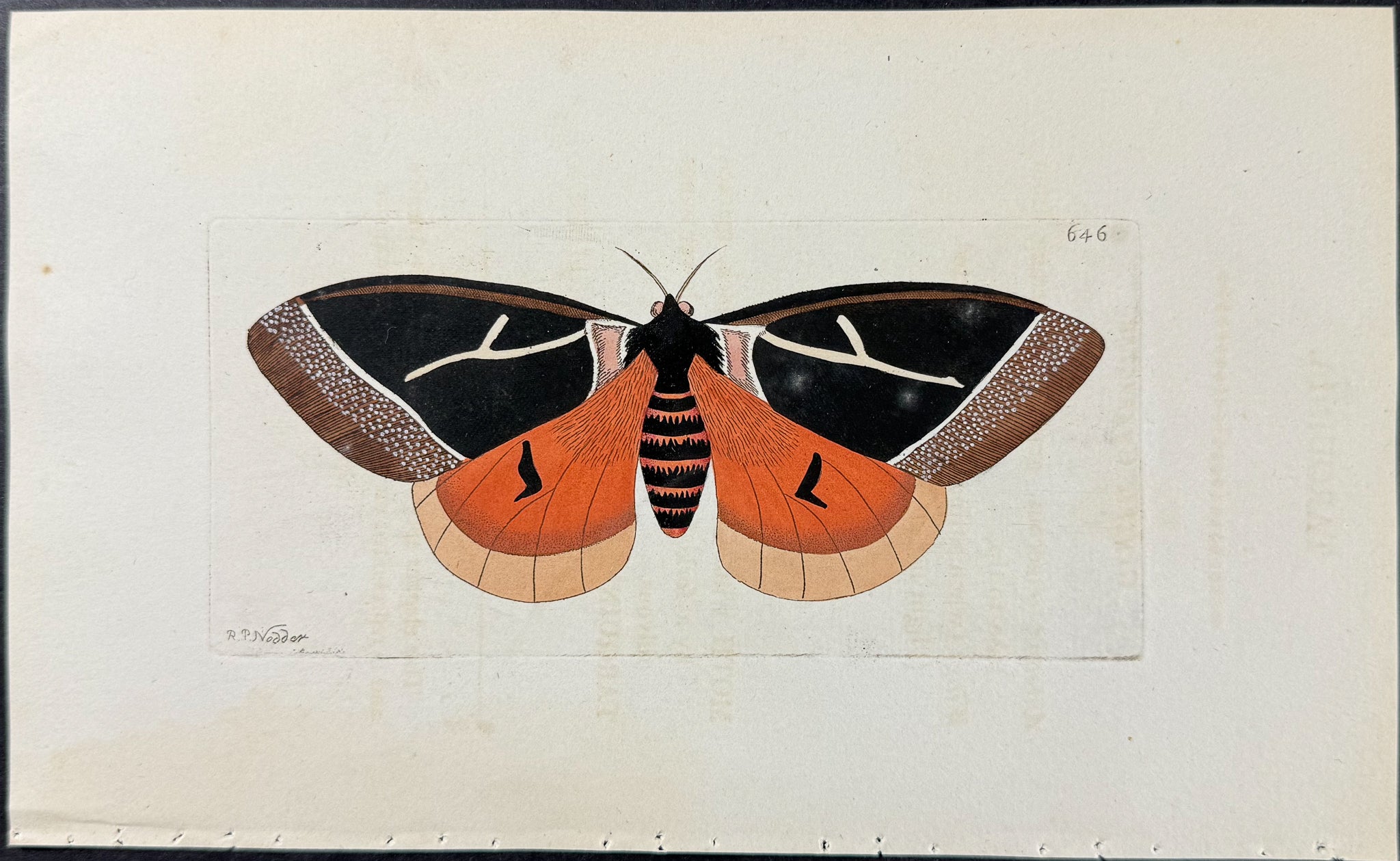 Tarquinia Moth