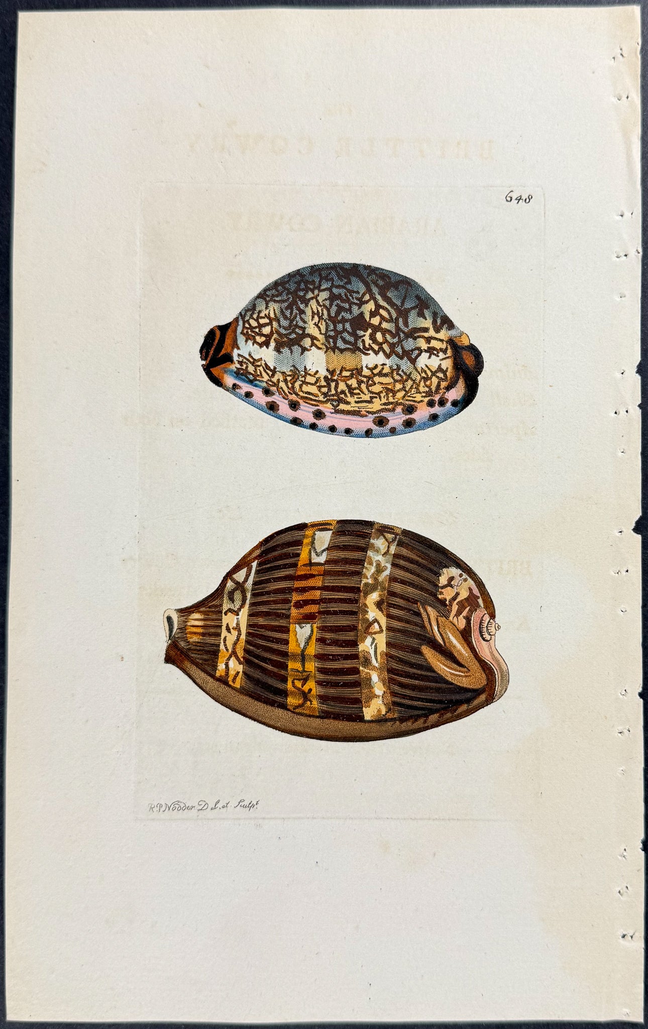 Brittle & Arabian Cowry Shells