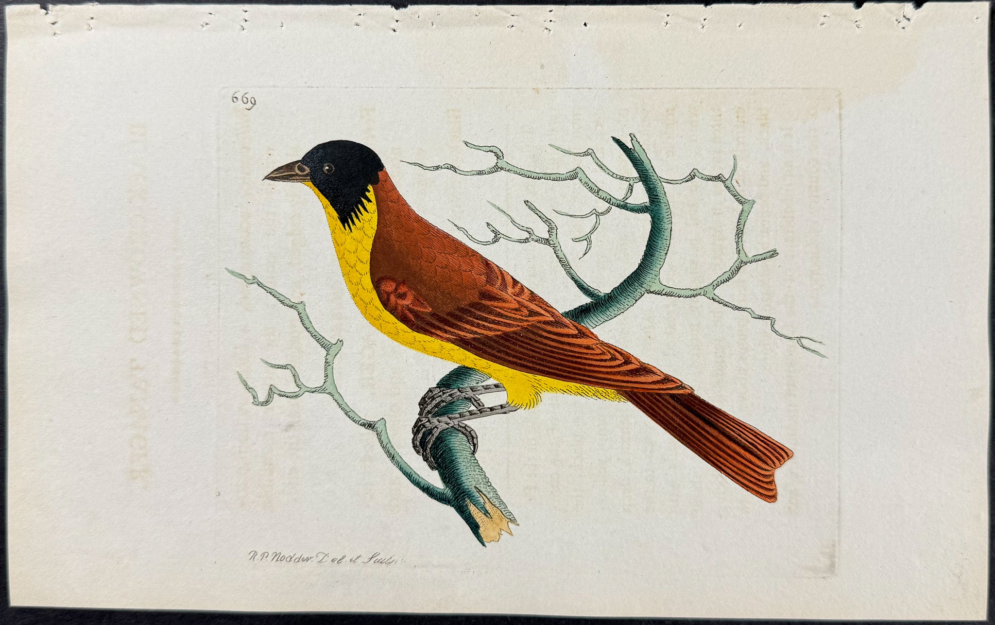 Black-crowned Tanager