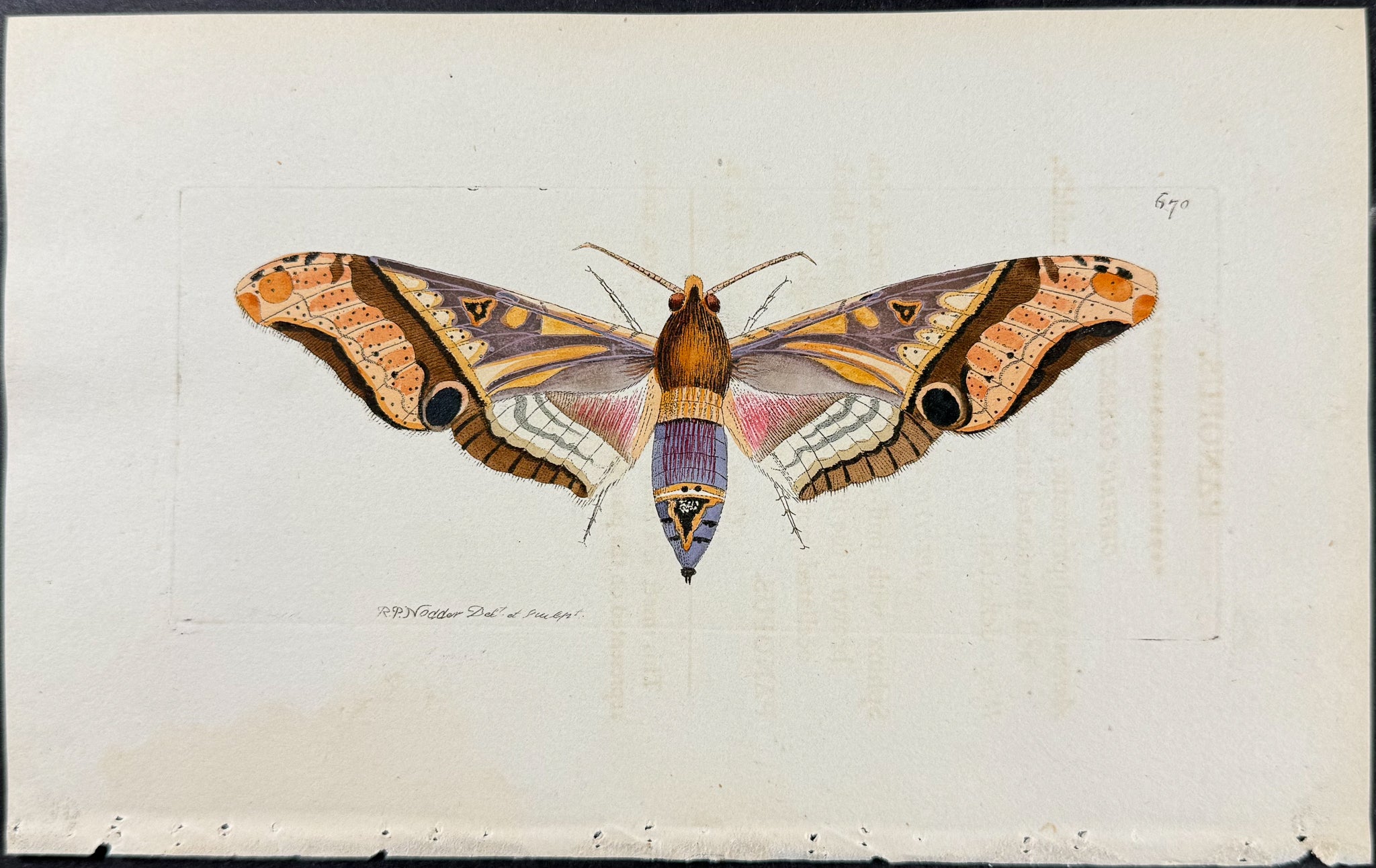 Panopus Moth