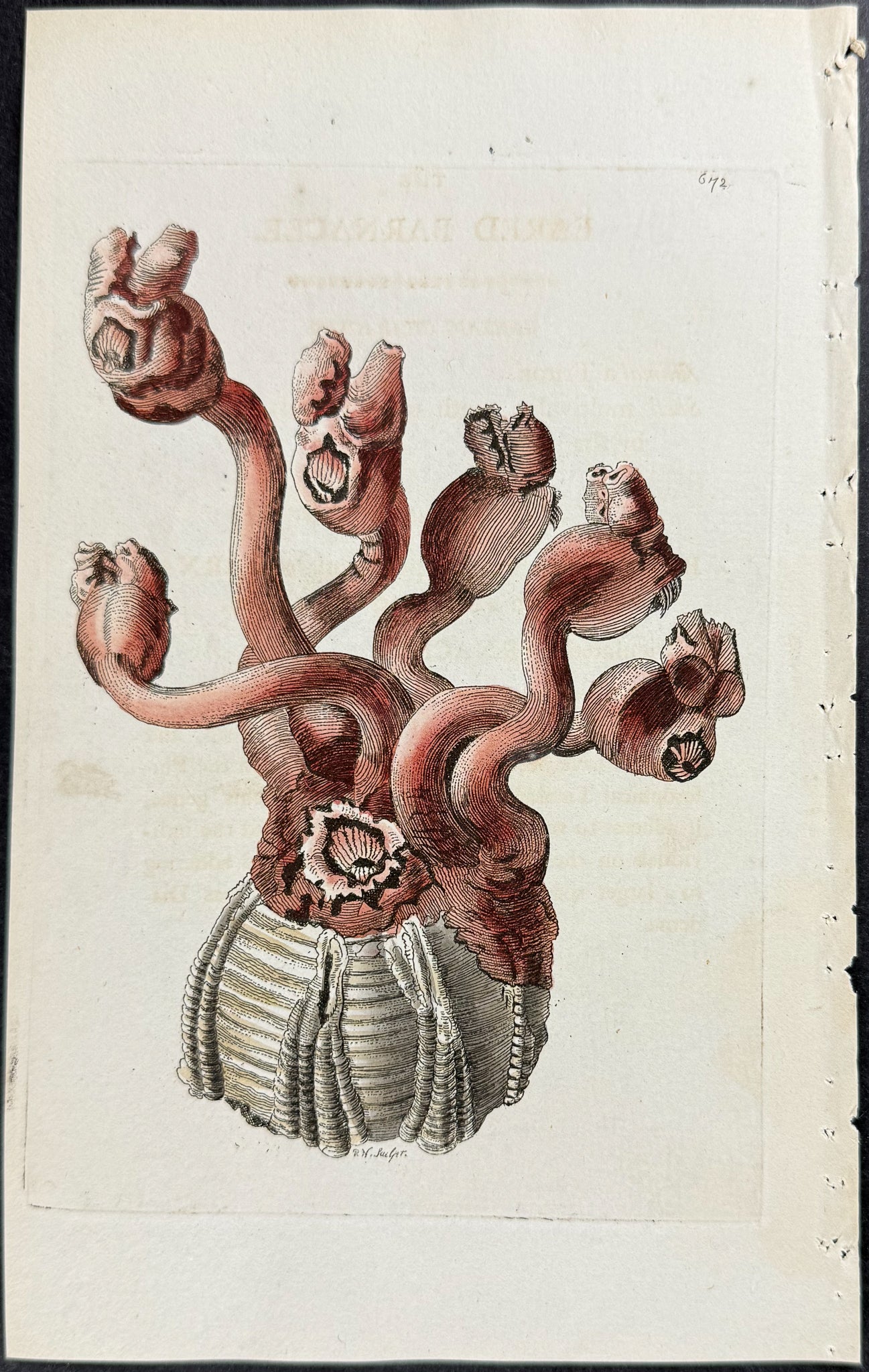 Eared Barnacle