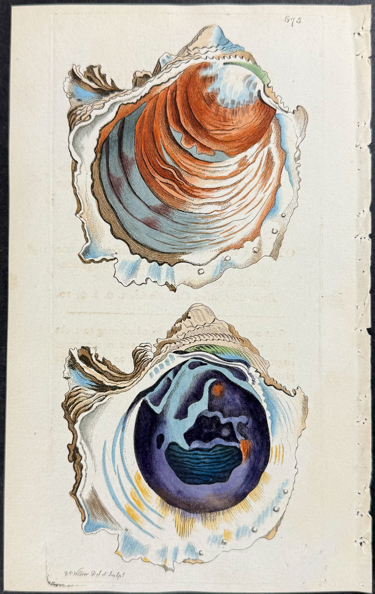 Denticulated Oyster