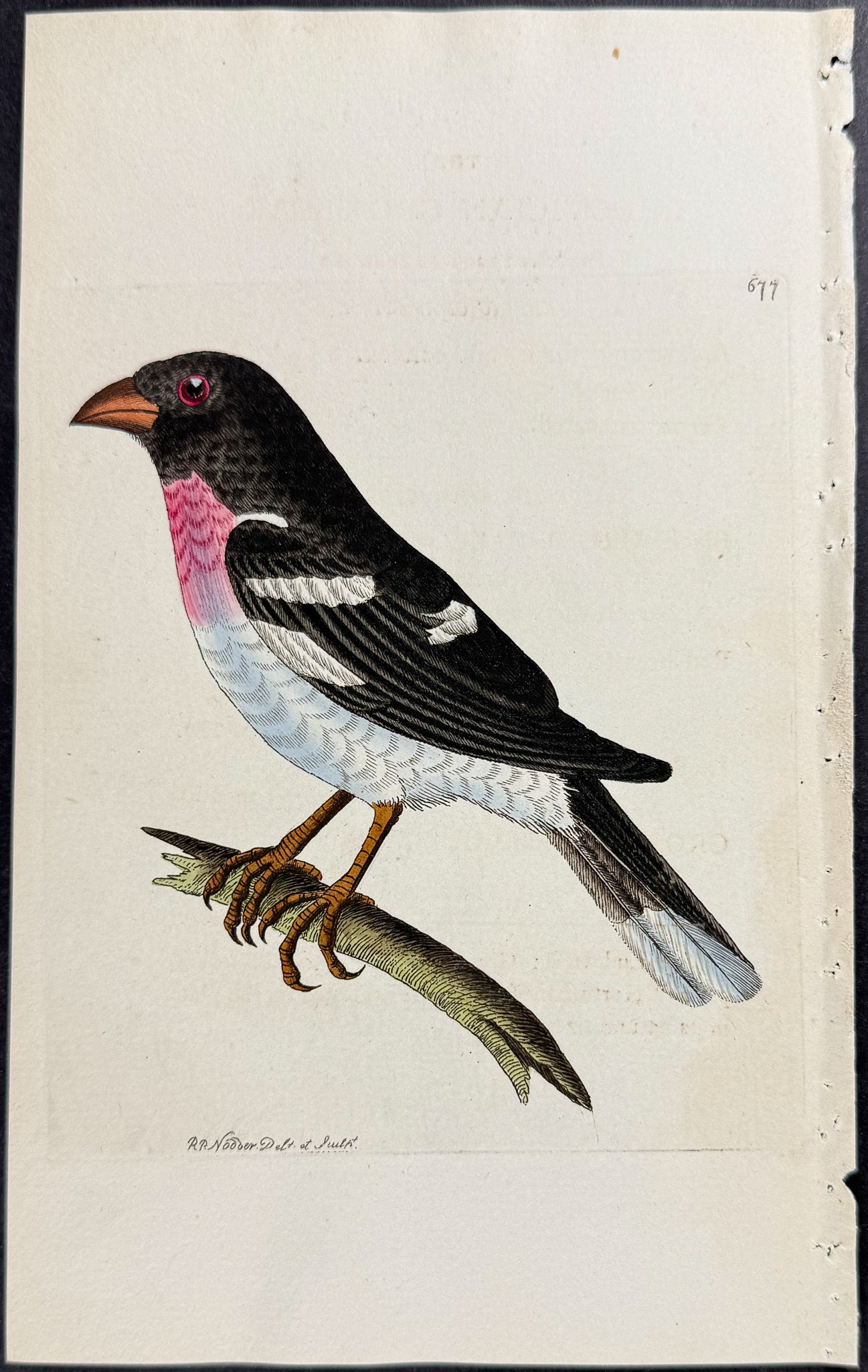 Ludovician Grossbeak (Grosbeak)