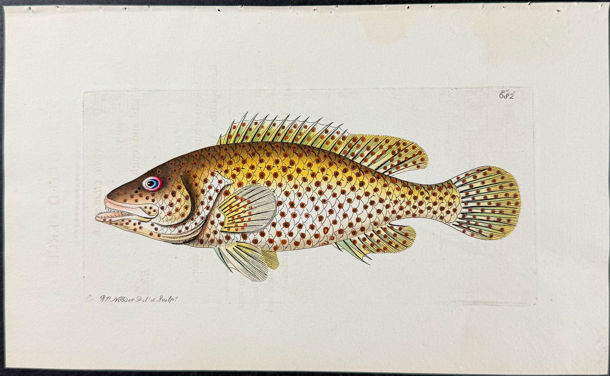 Red-spotted Perch