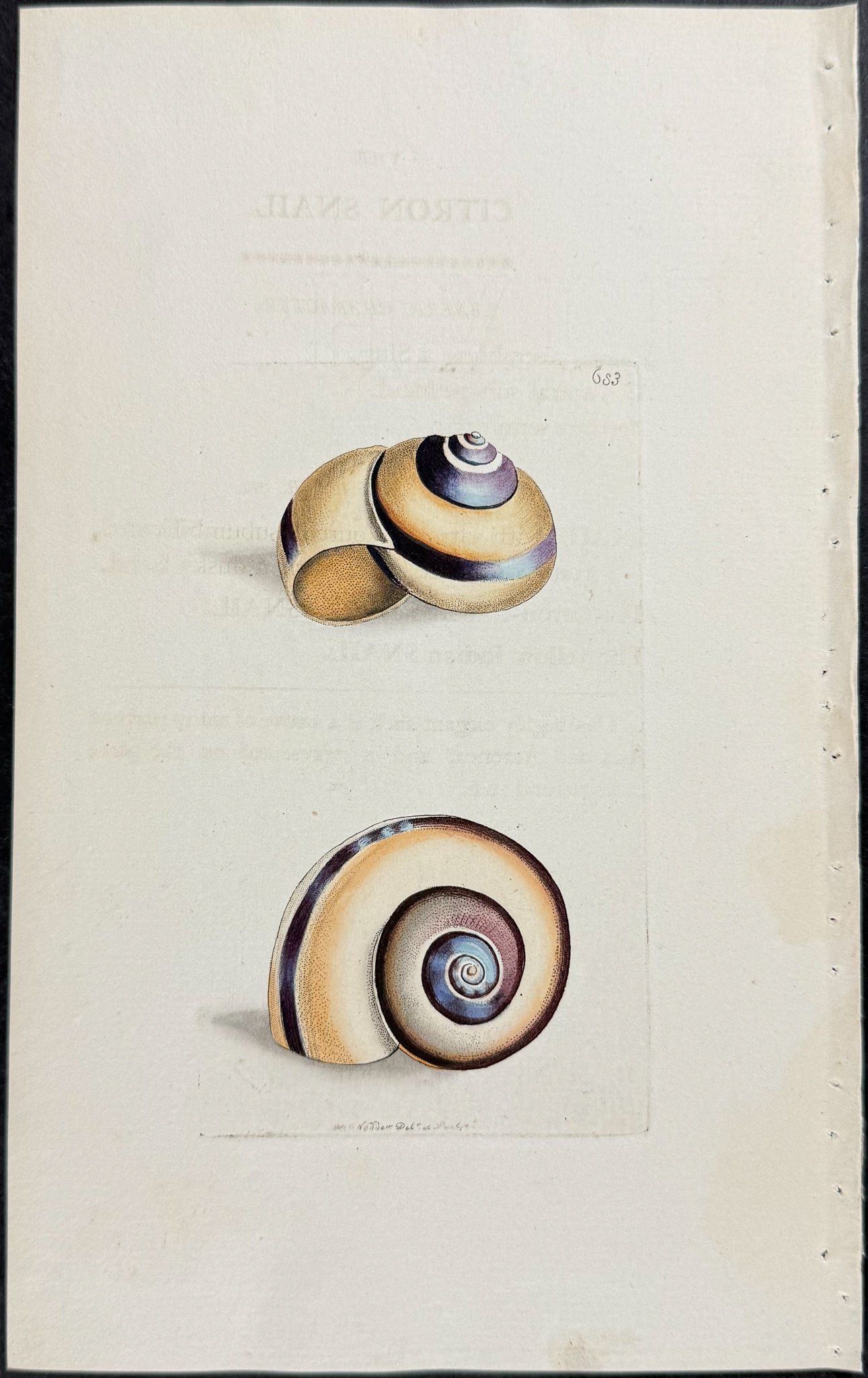 Citron Snail Shell