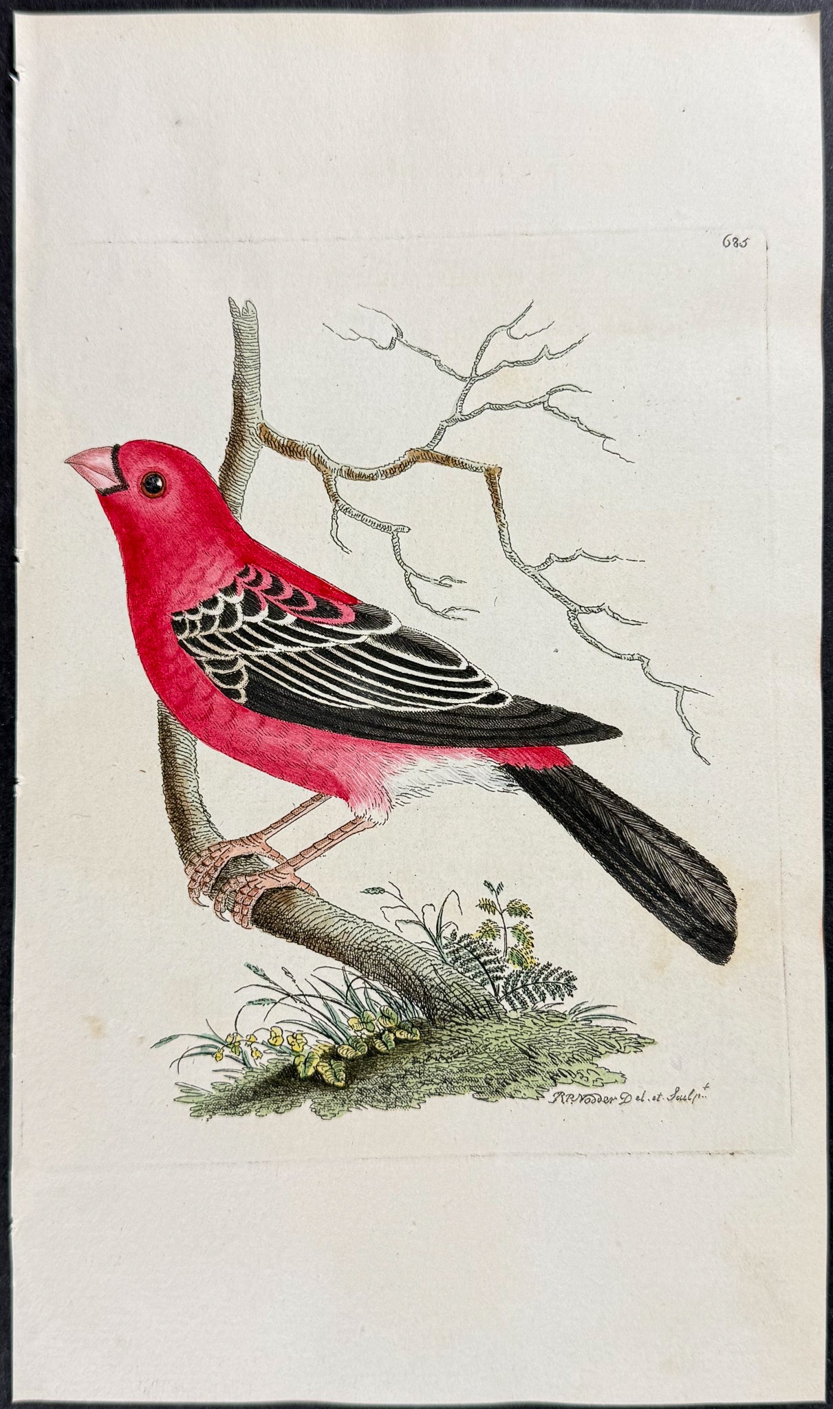 Greater Bulfinch