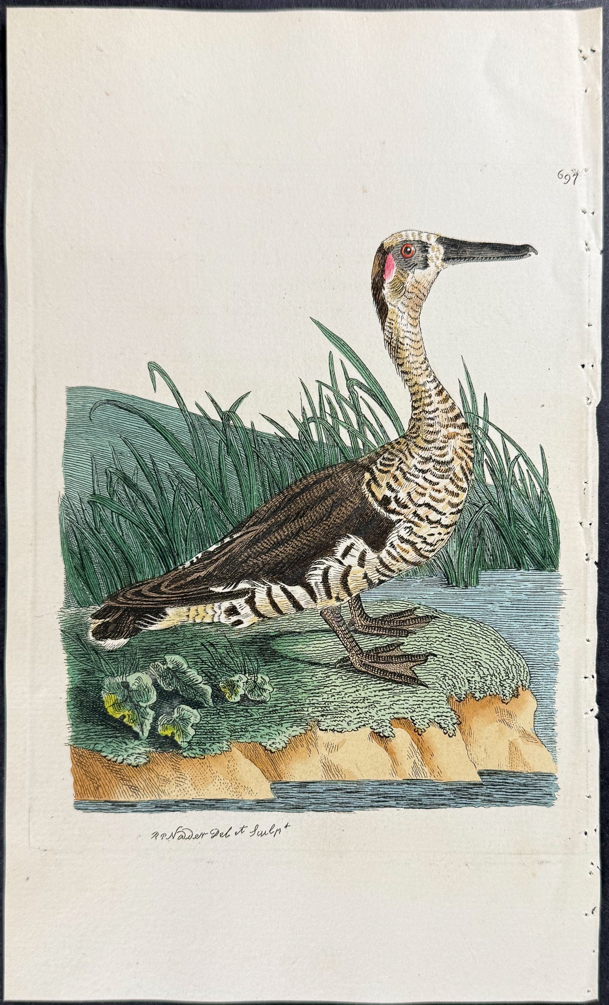 Fasciated Duck