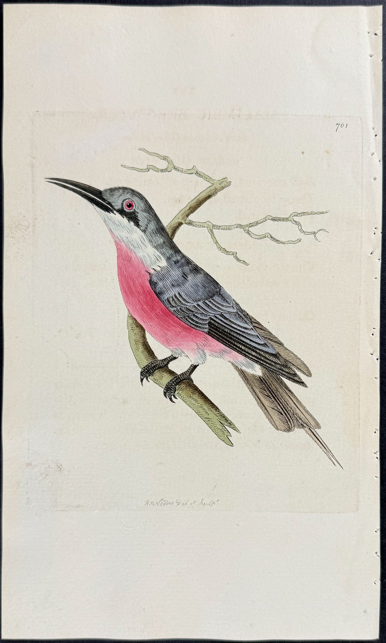 Rosy Bee-Eater