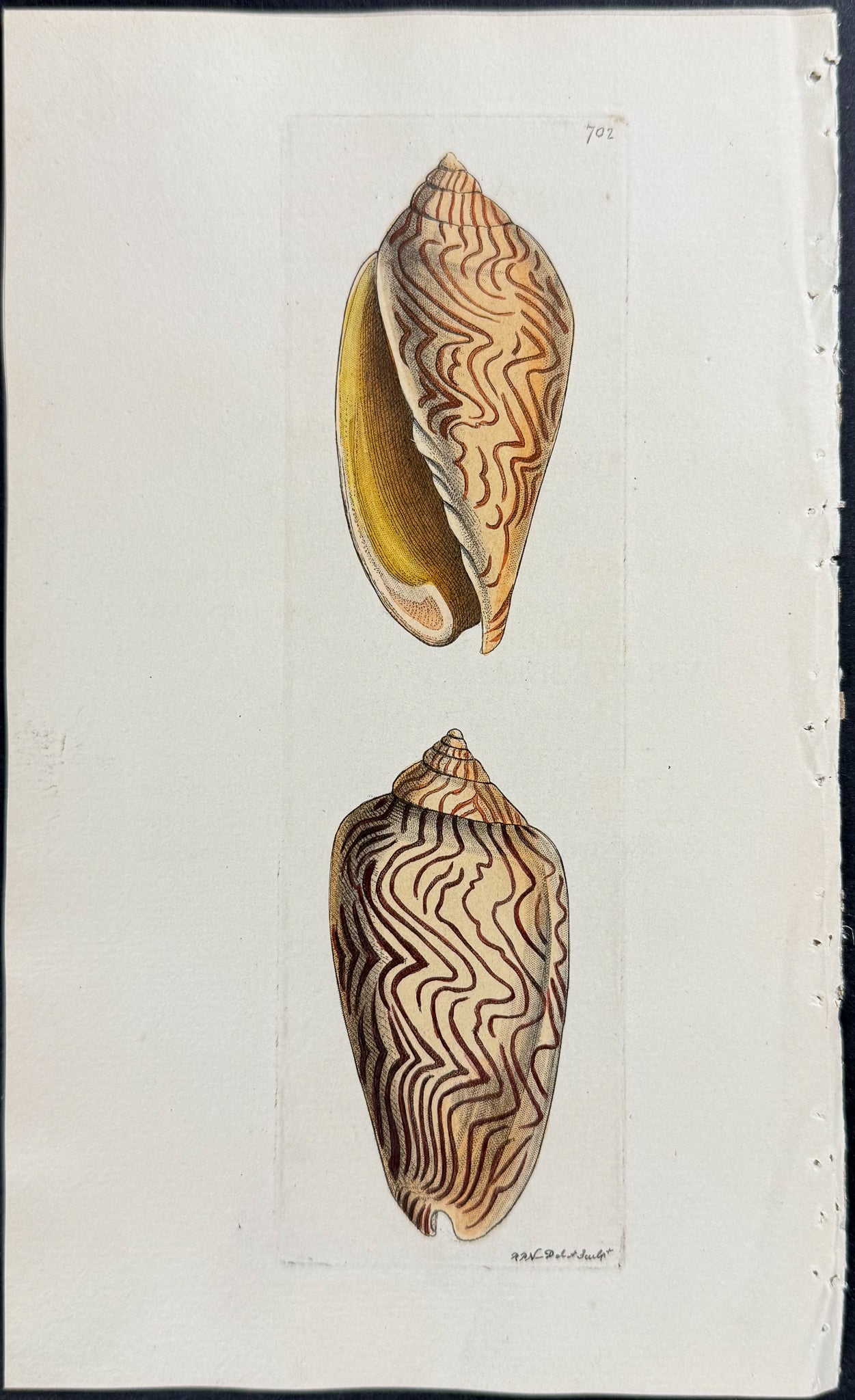 Undulated Volute Shell