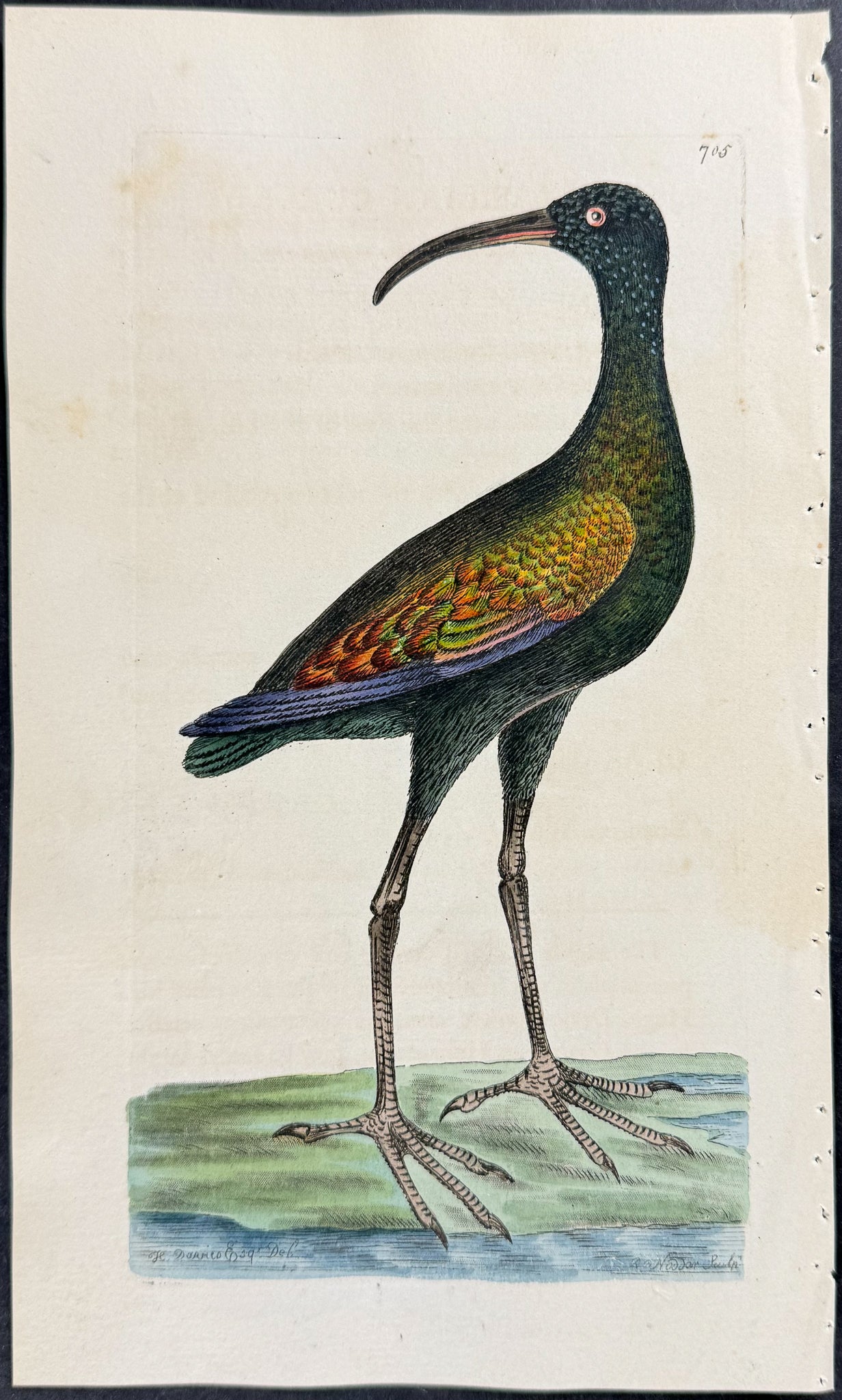 Brasilian Curlew