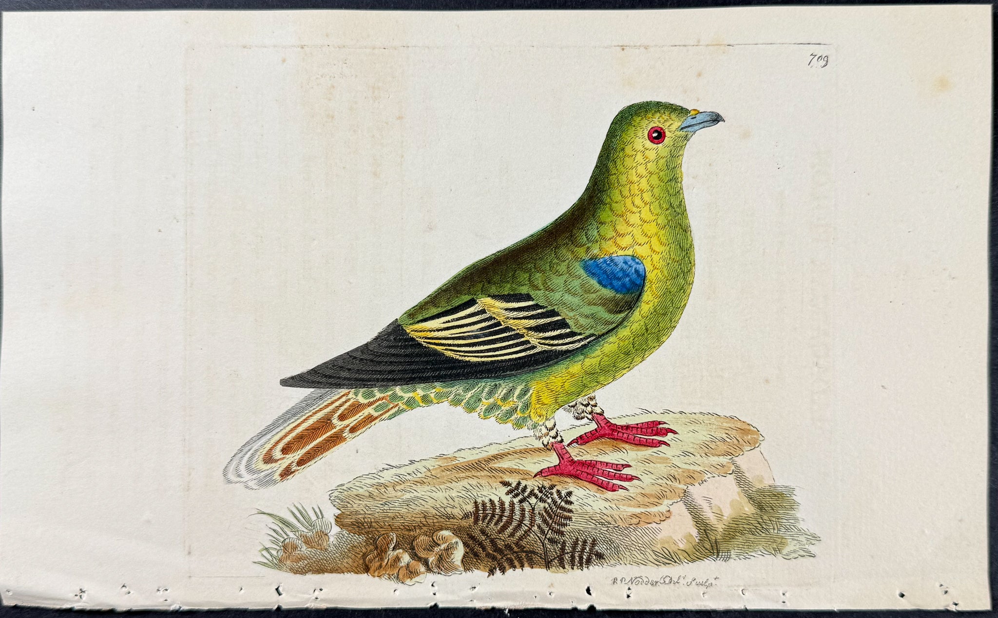 Madagascar Pigeon