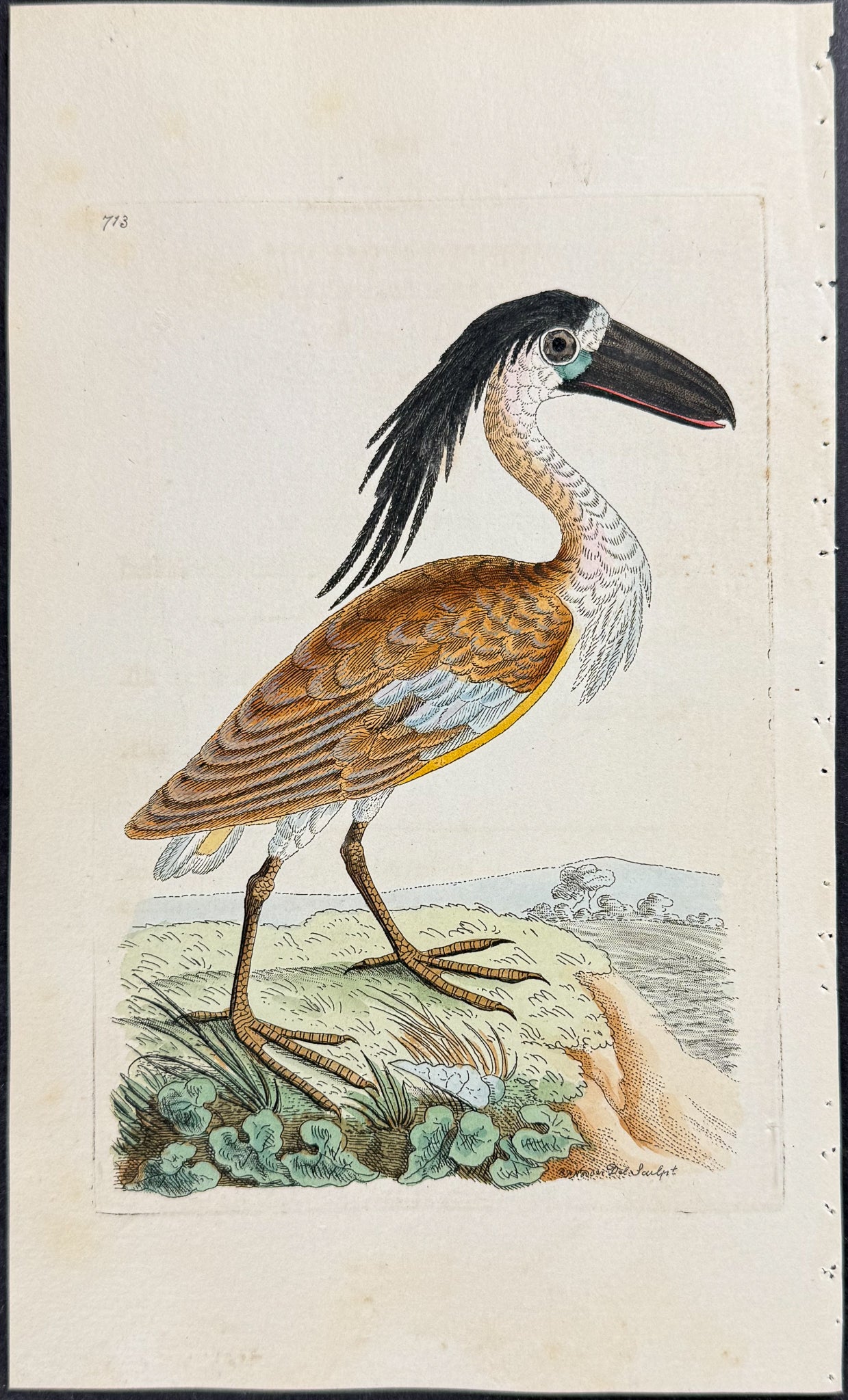 Boat-bill Heron