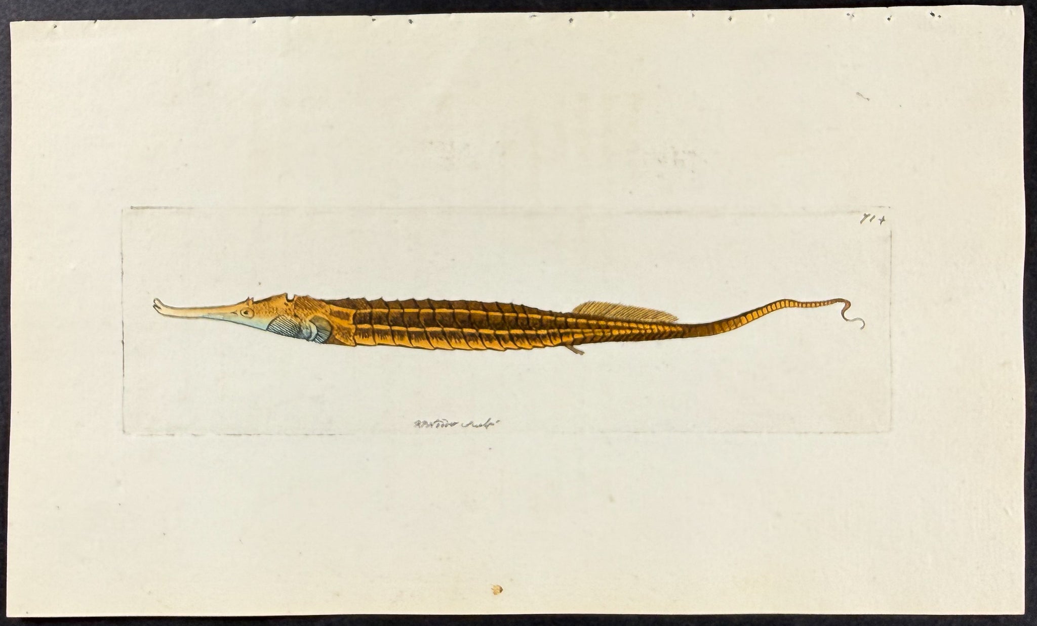 Biaculeated Pipefish