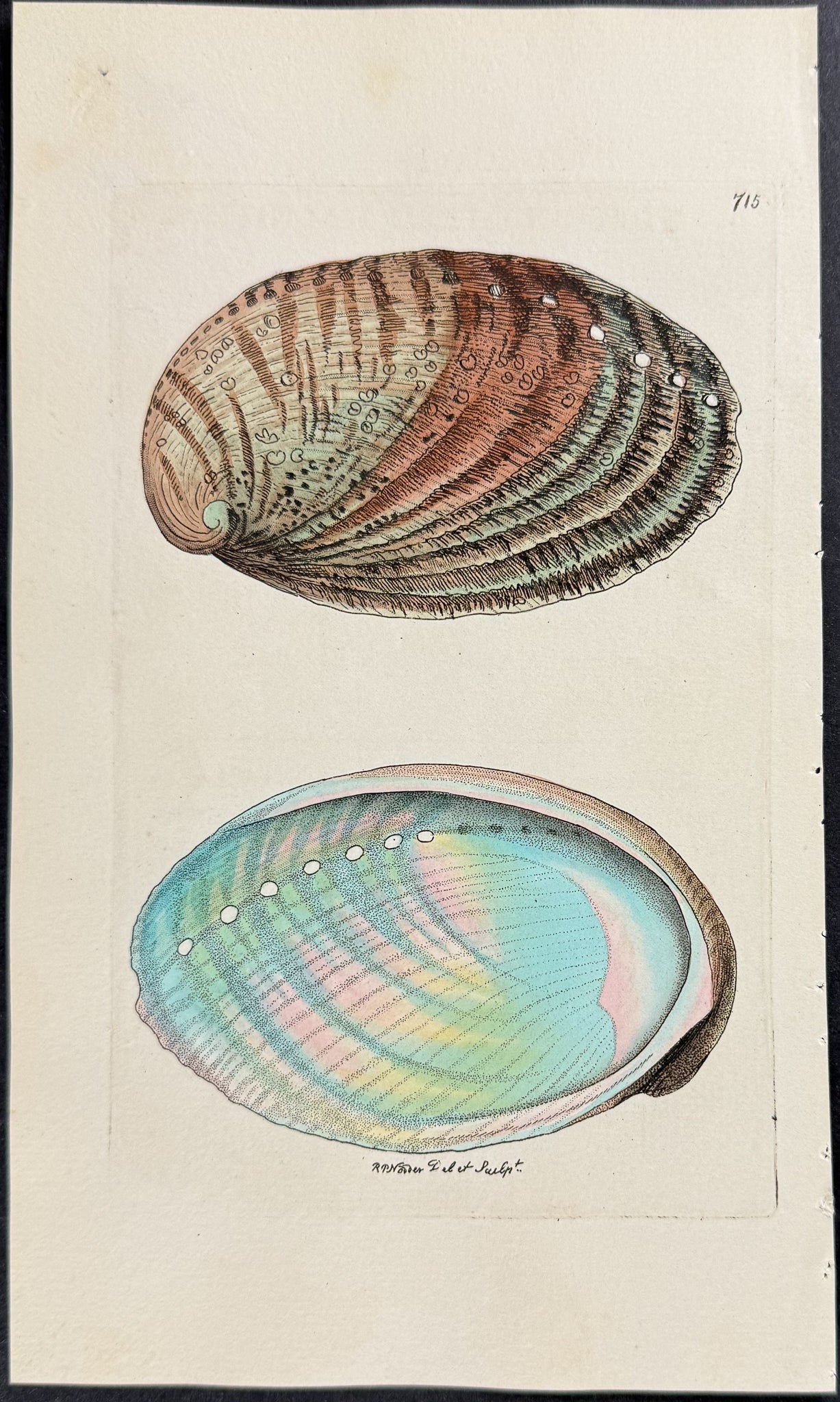 Tuberculated Haliotis or Abalone Shell