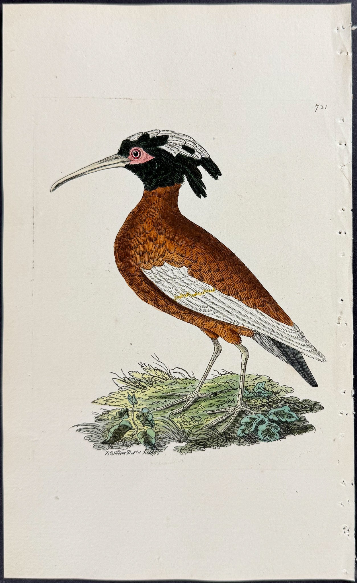 Crested Ibis