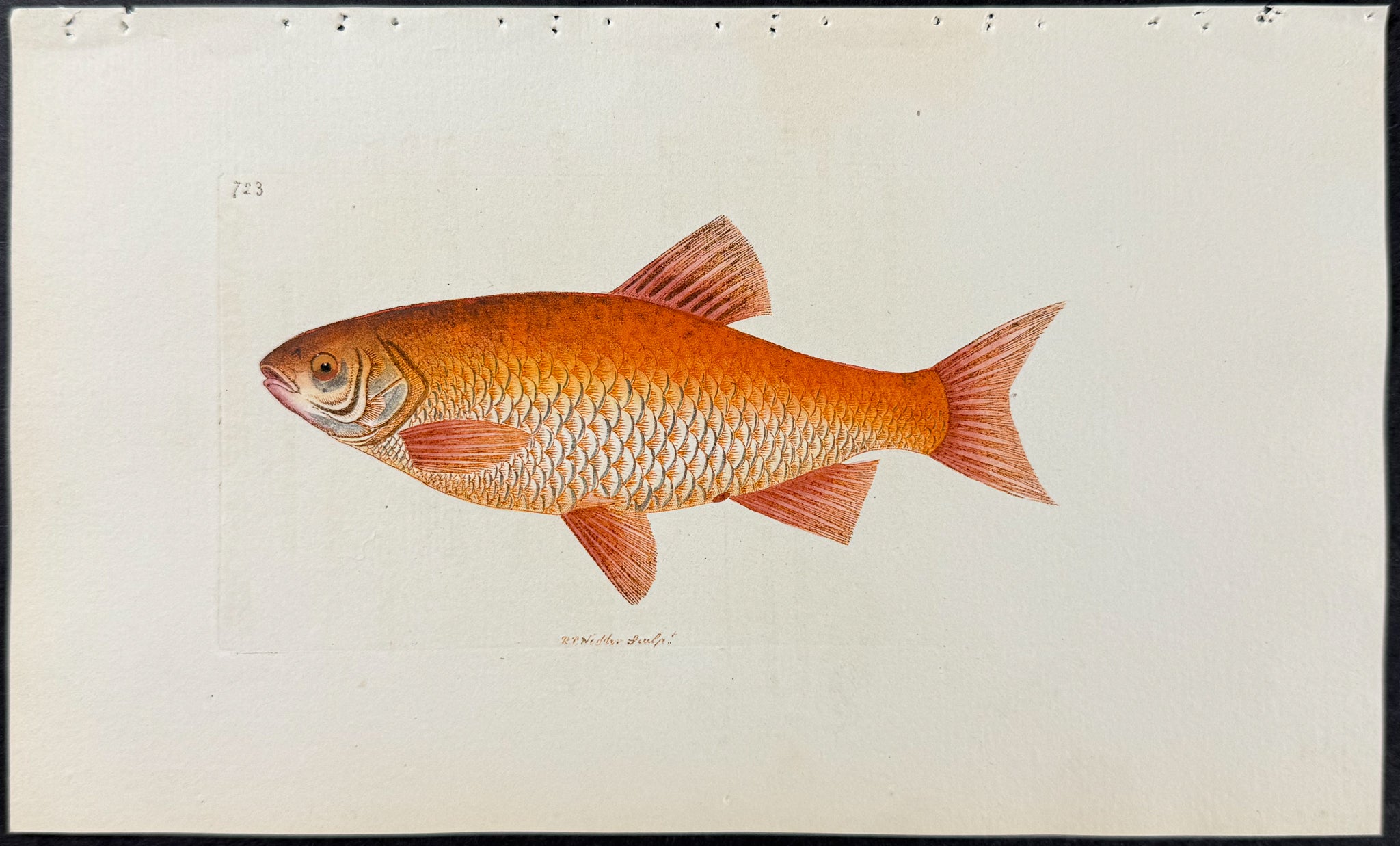 Orange Carp or Orf